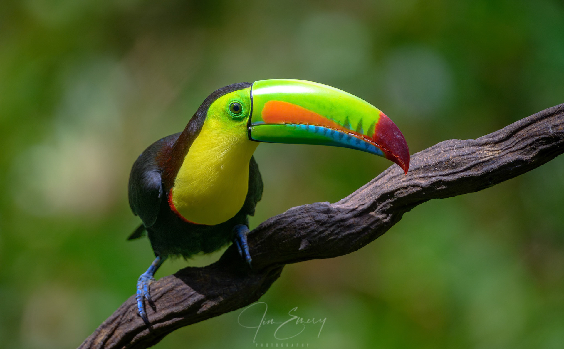 Keel-billed Toucan