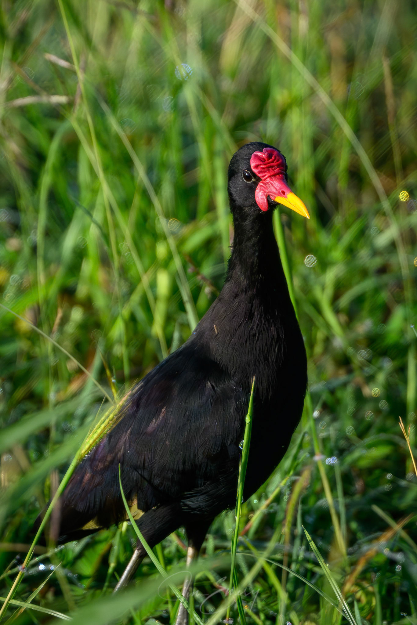 Wattled Jacana