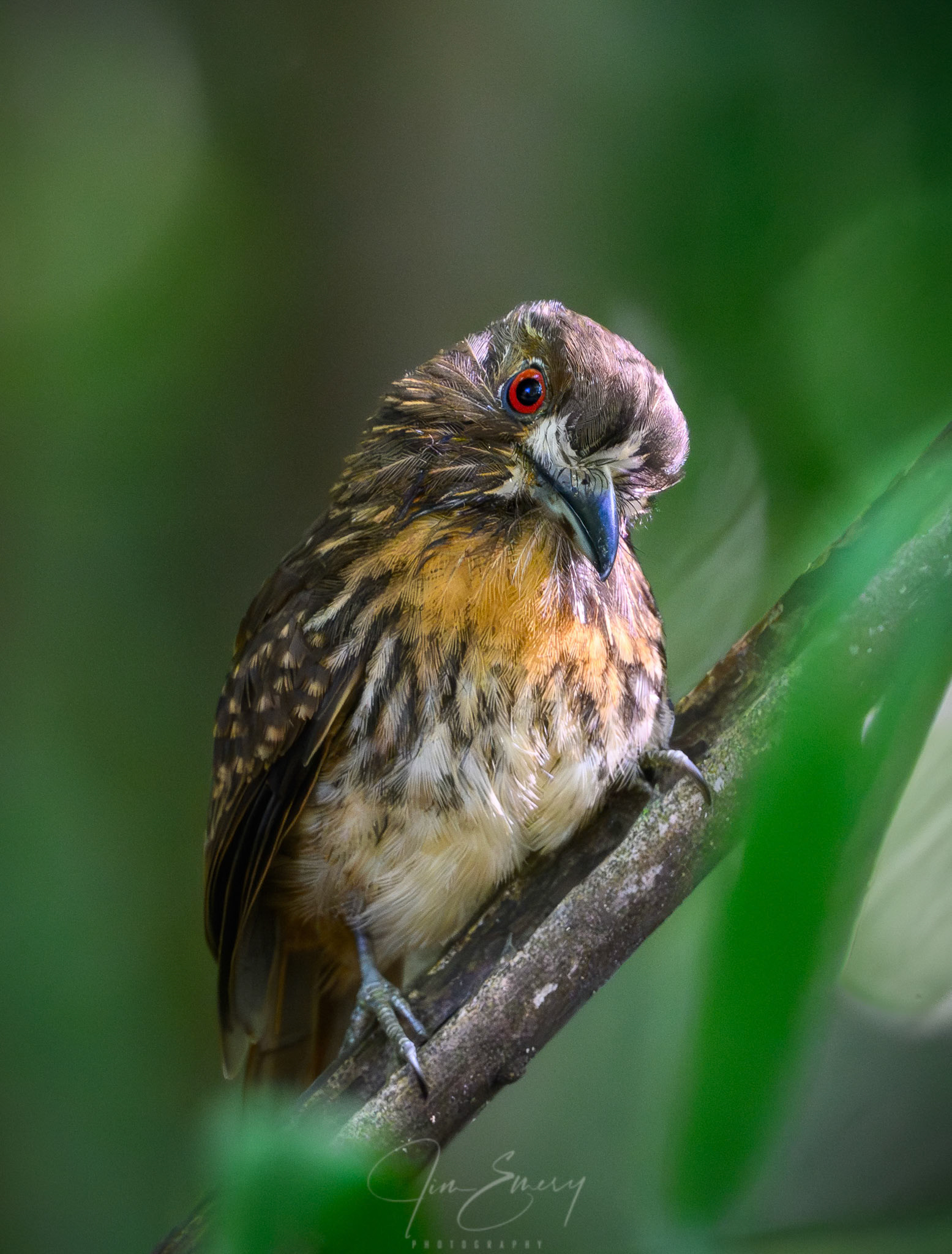 White-whiskered Puffbird