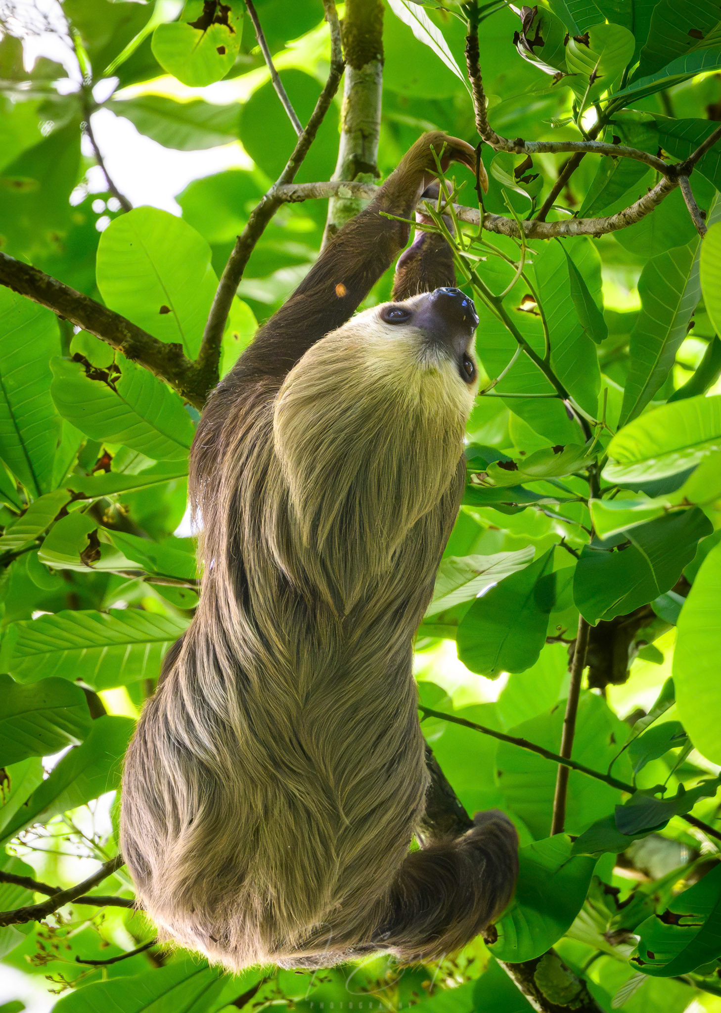 Hoffmann's Two-toed Sloth