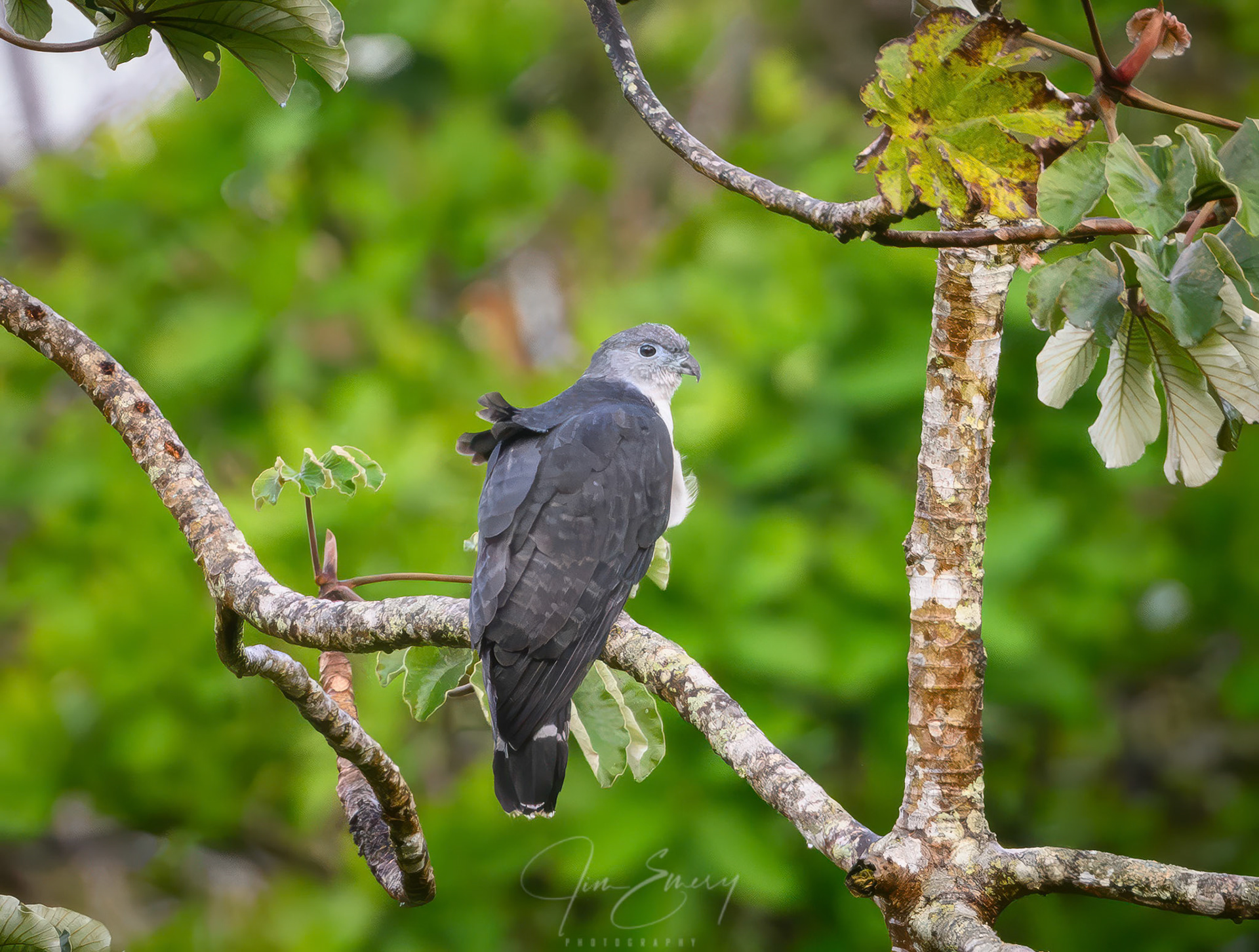 Adult Gray-headed Kite