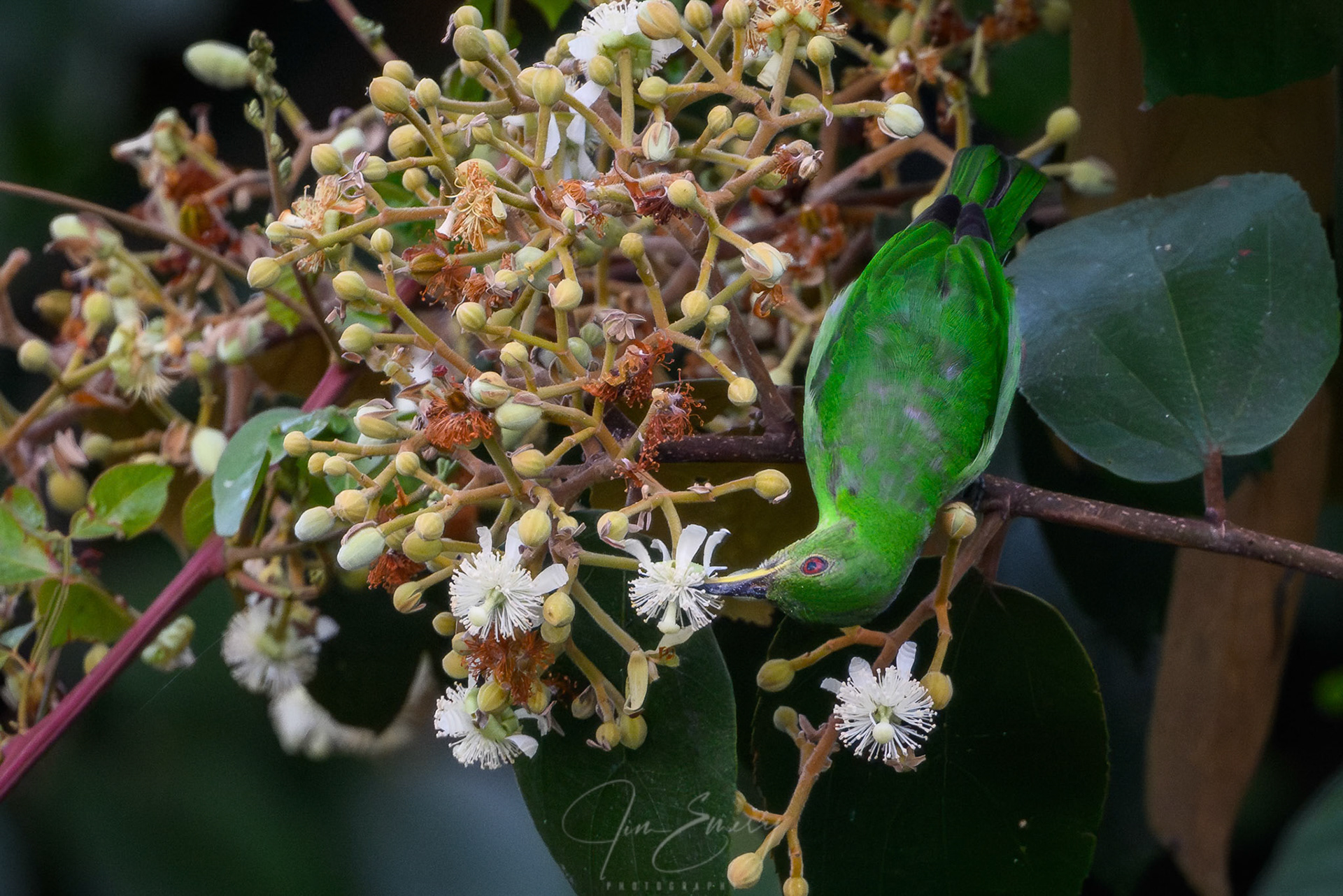 Female Green Honeycreeper