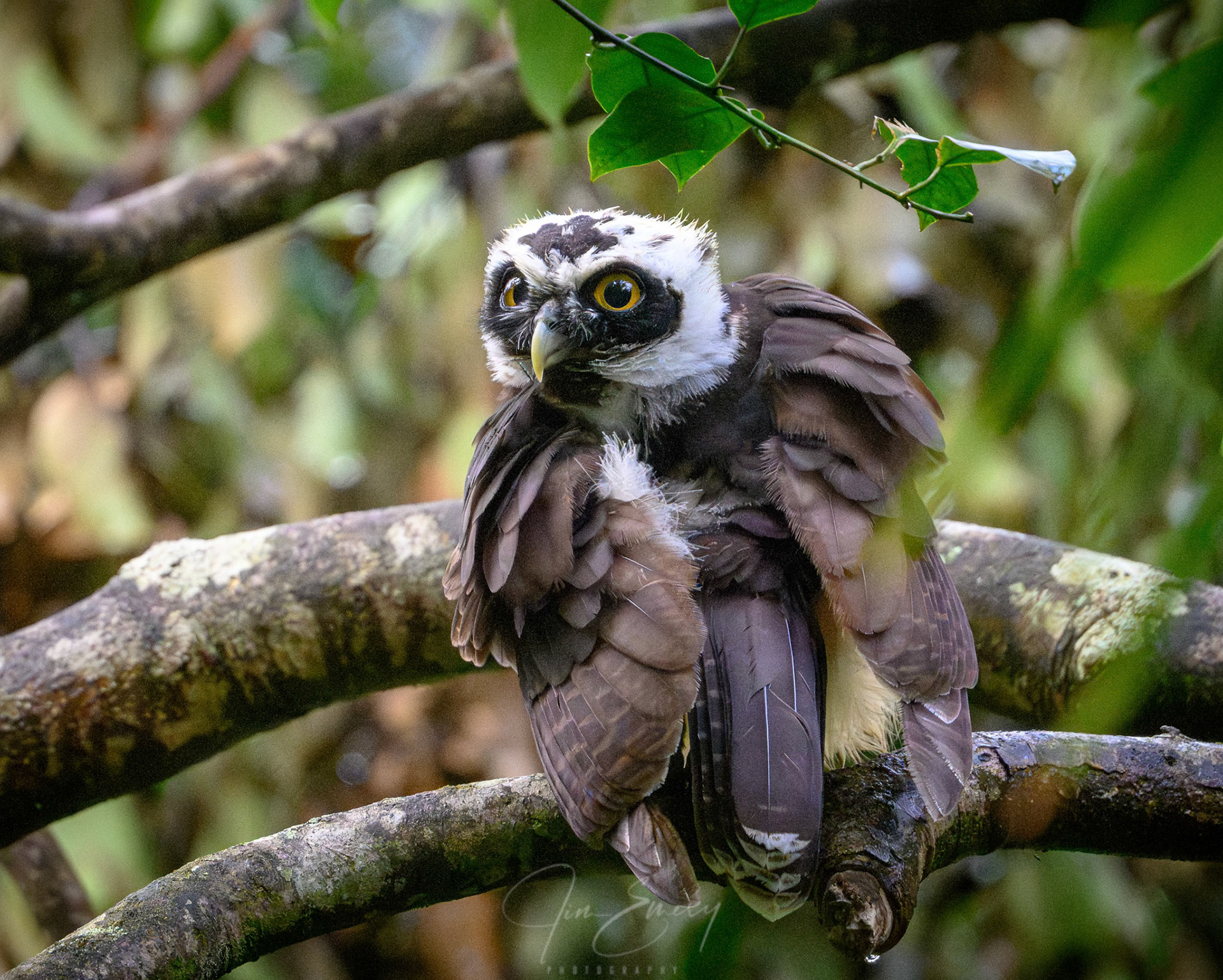 Spectacled Owl Juvenile