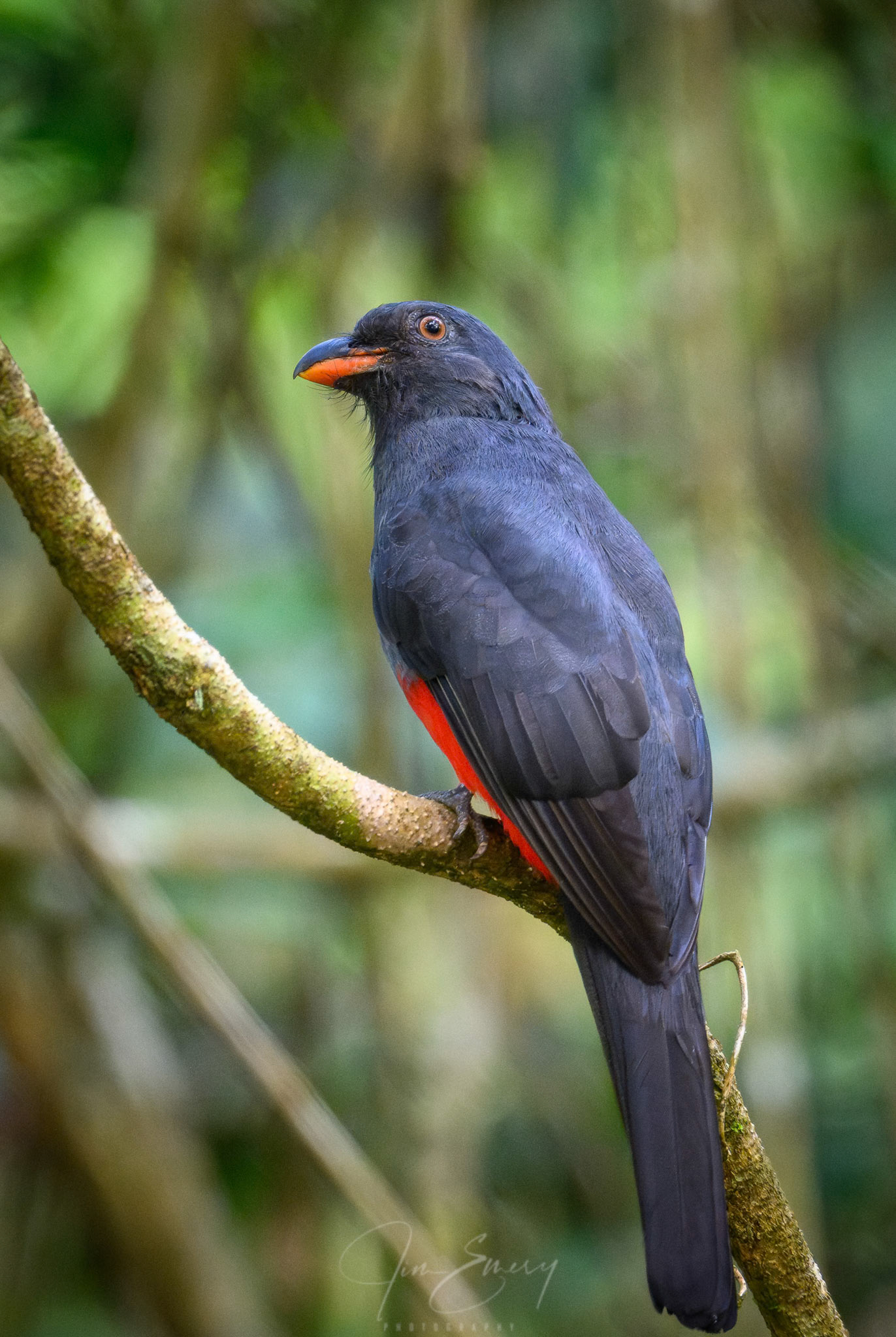 Female Slaty-tailed Trogon Dorsal View