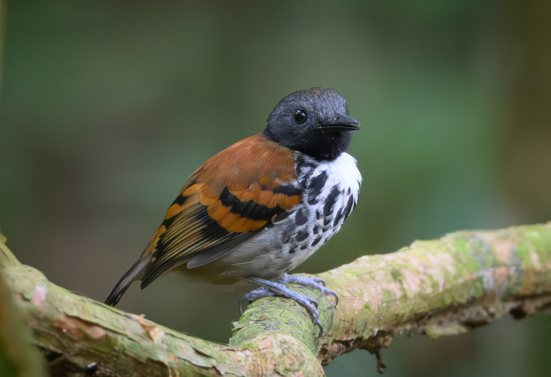 Spotted Antbird