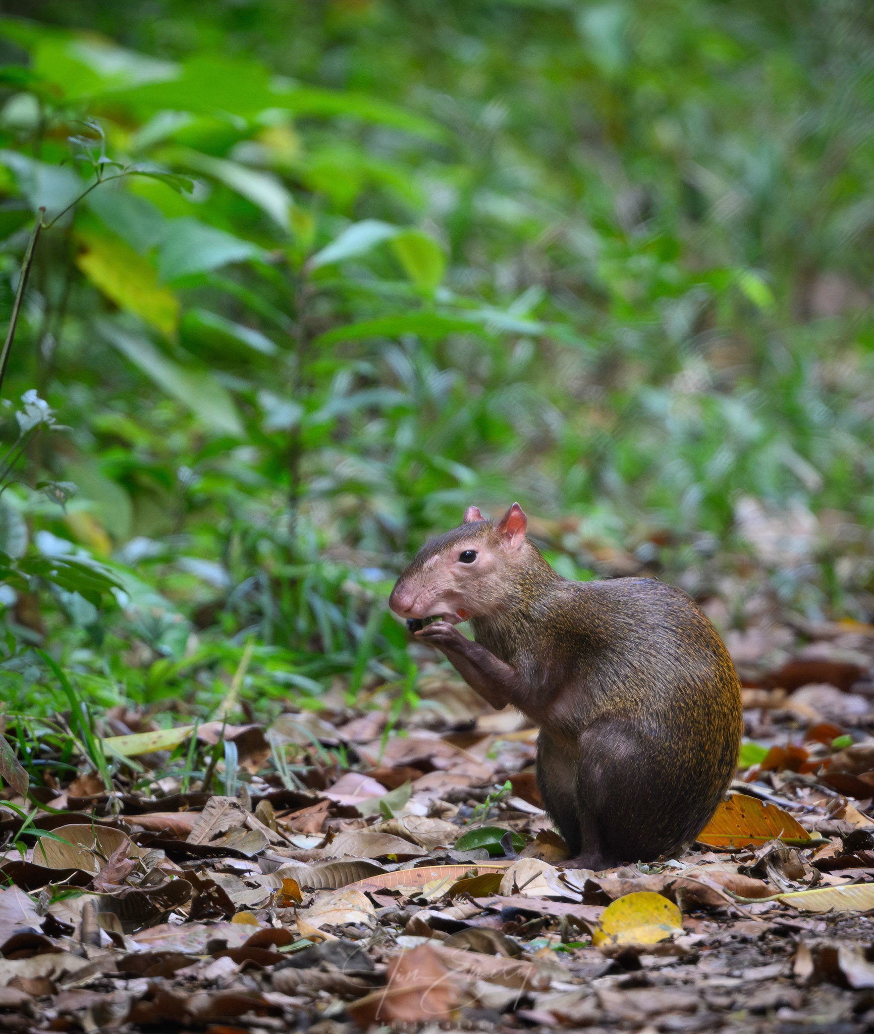 Central American agouti