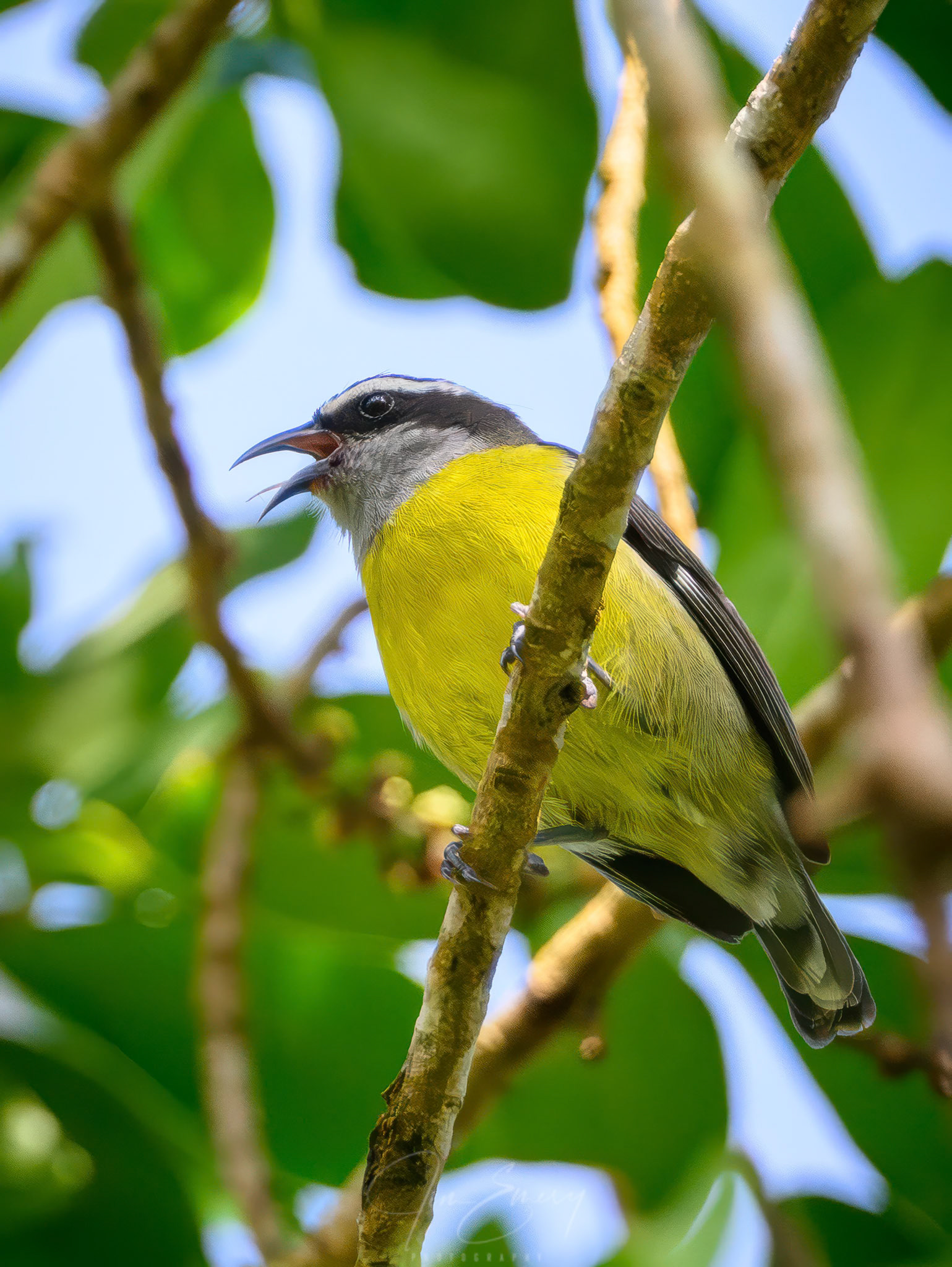 Bananaquit
