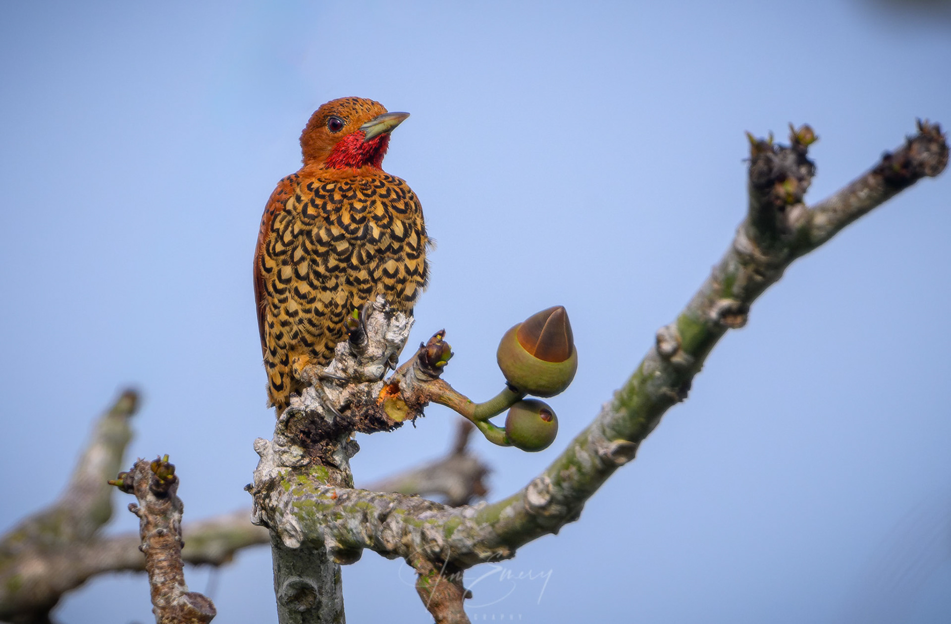 Cinnamon Woodpecker
