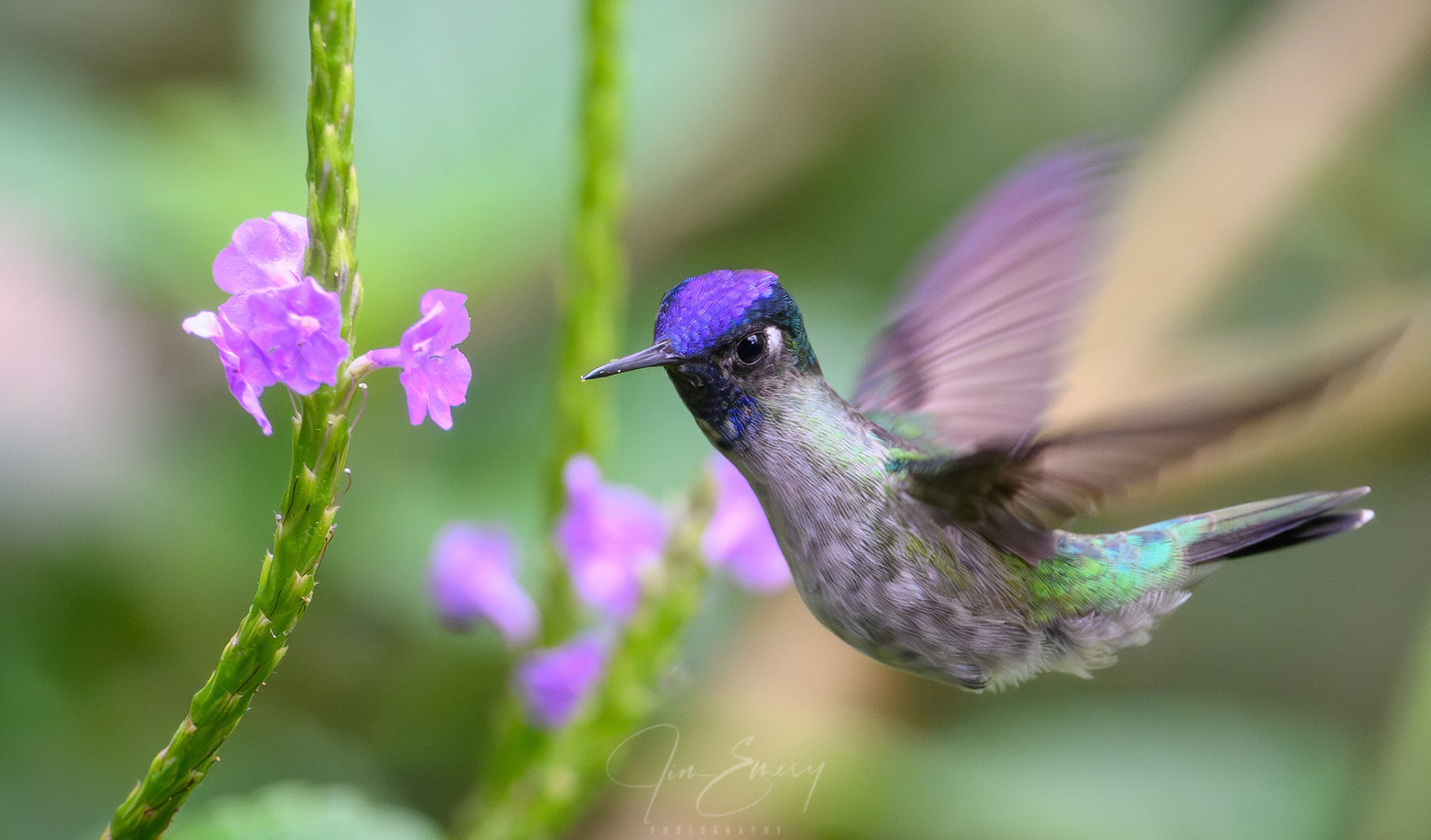Violet-headed Hummingbird