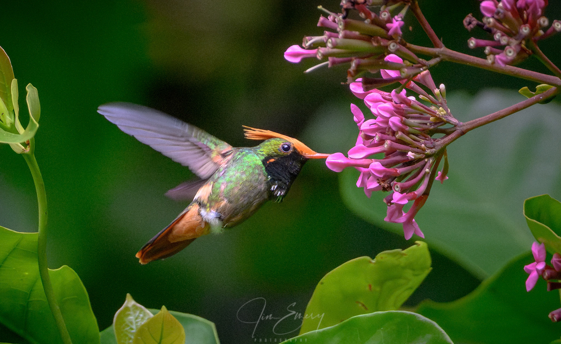 Rufous-crested Coquette (Lophornis delattrei)