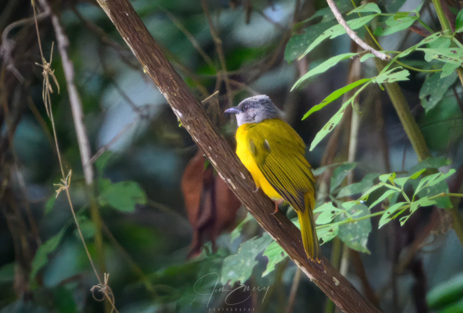 Gray-headed Flycatcher