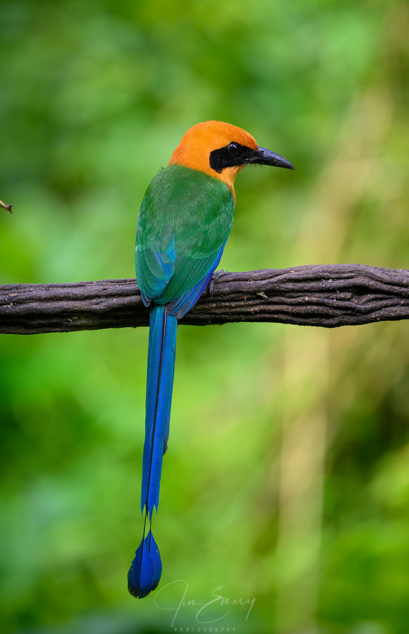 Rufous Motmot