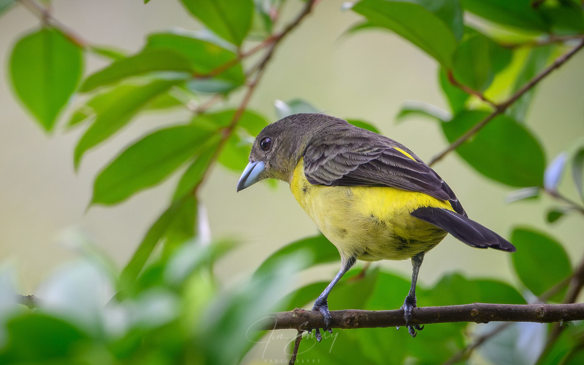 Female Flame-rumped Tanager