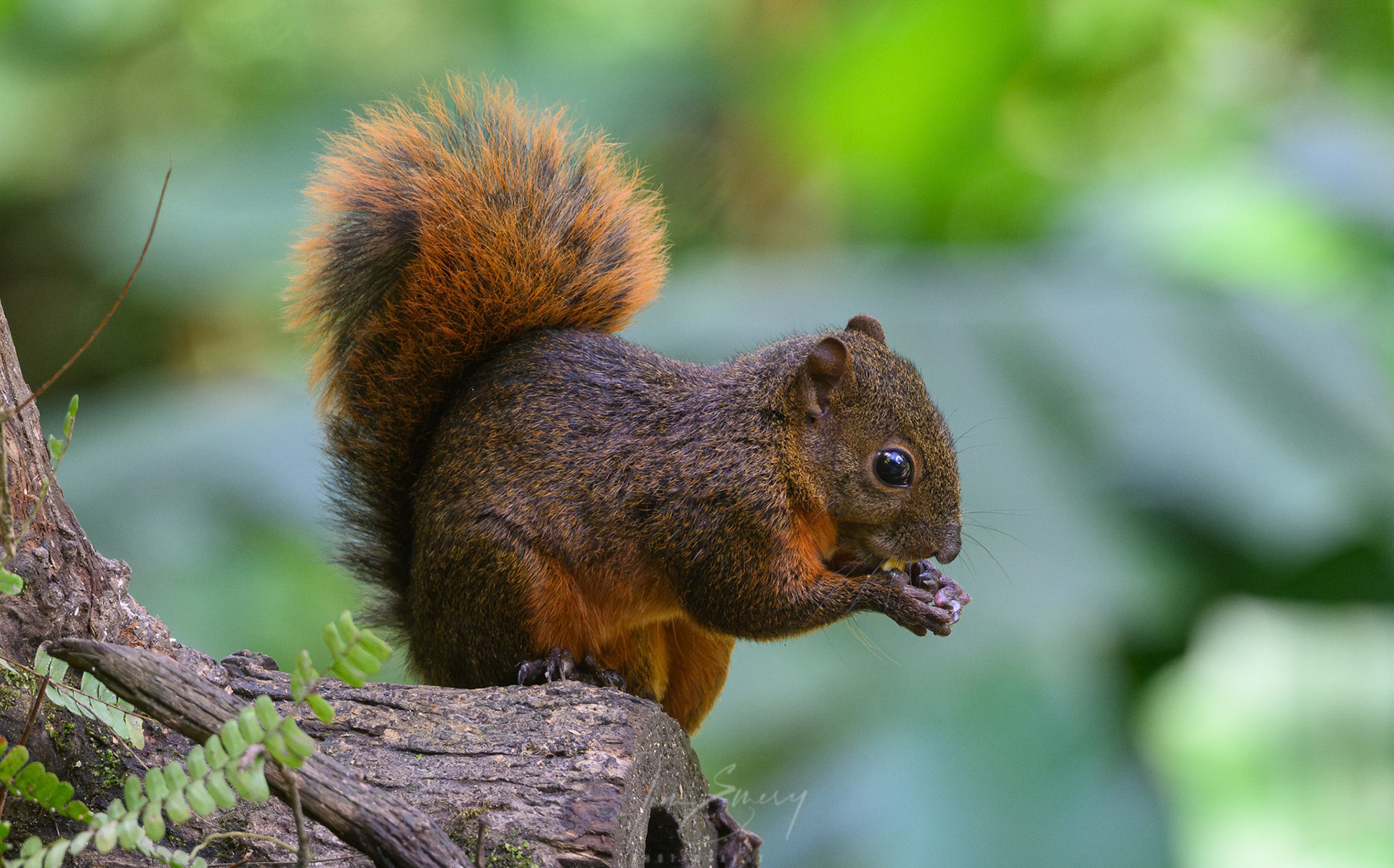 Red-tailed Squirrel
