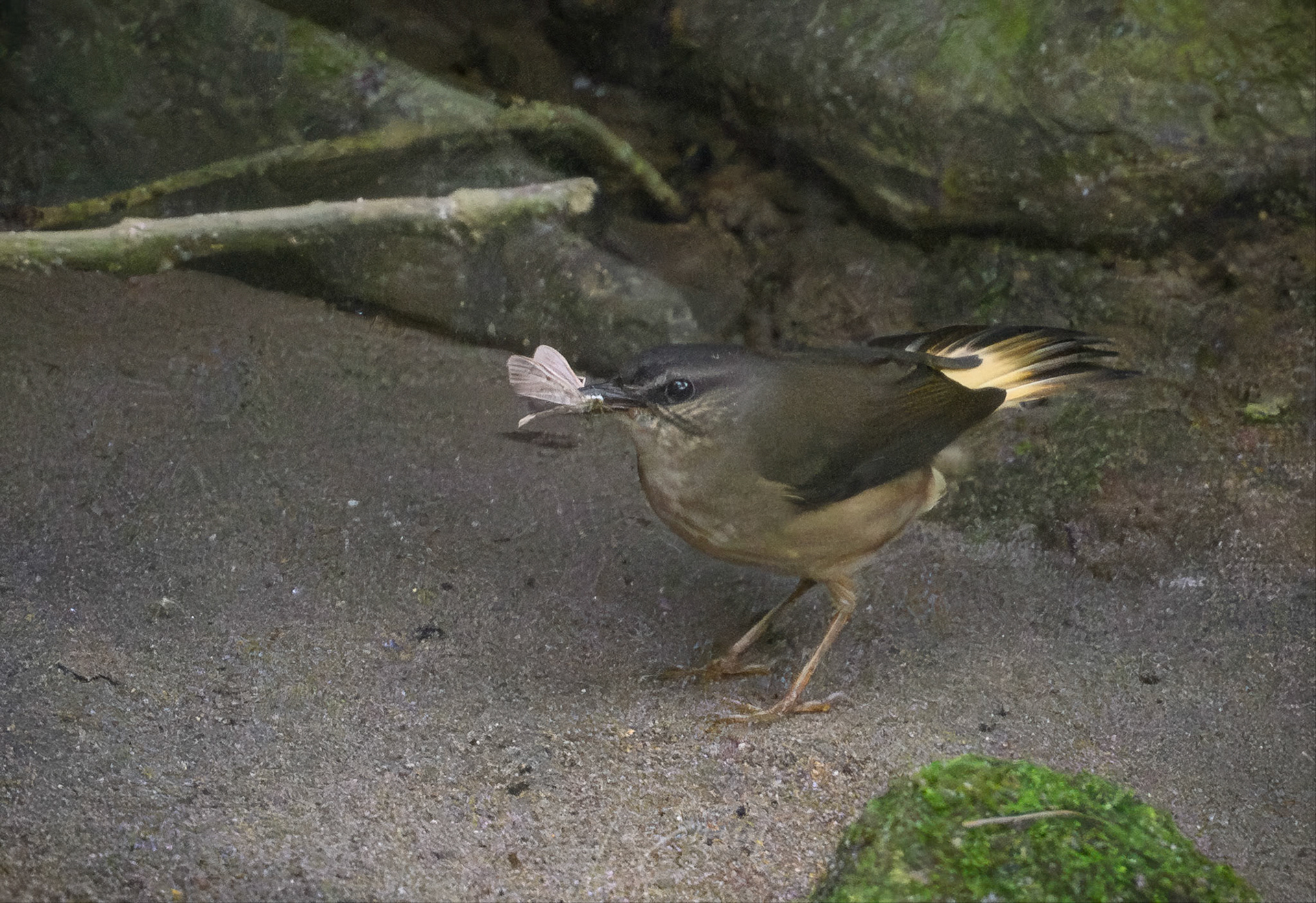 Buff-rumped Warbler with Moth