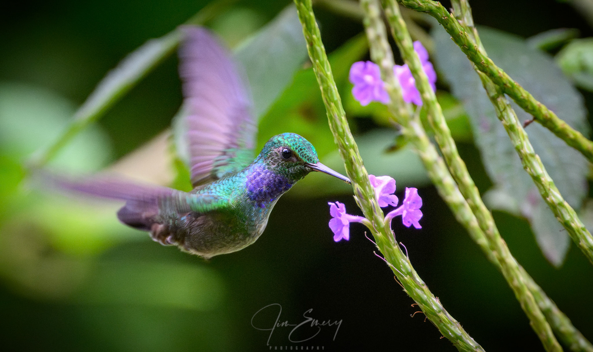 Blue-chested Hummingbird