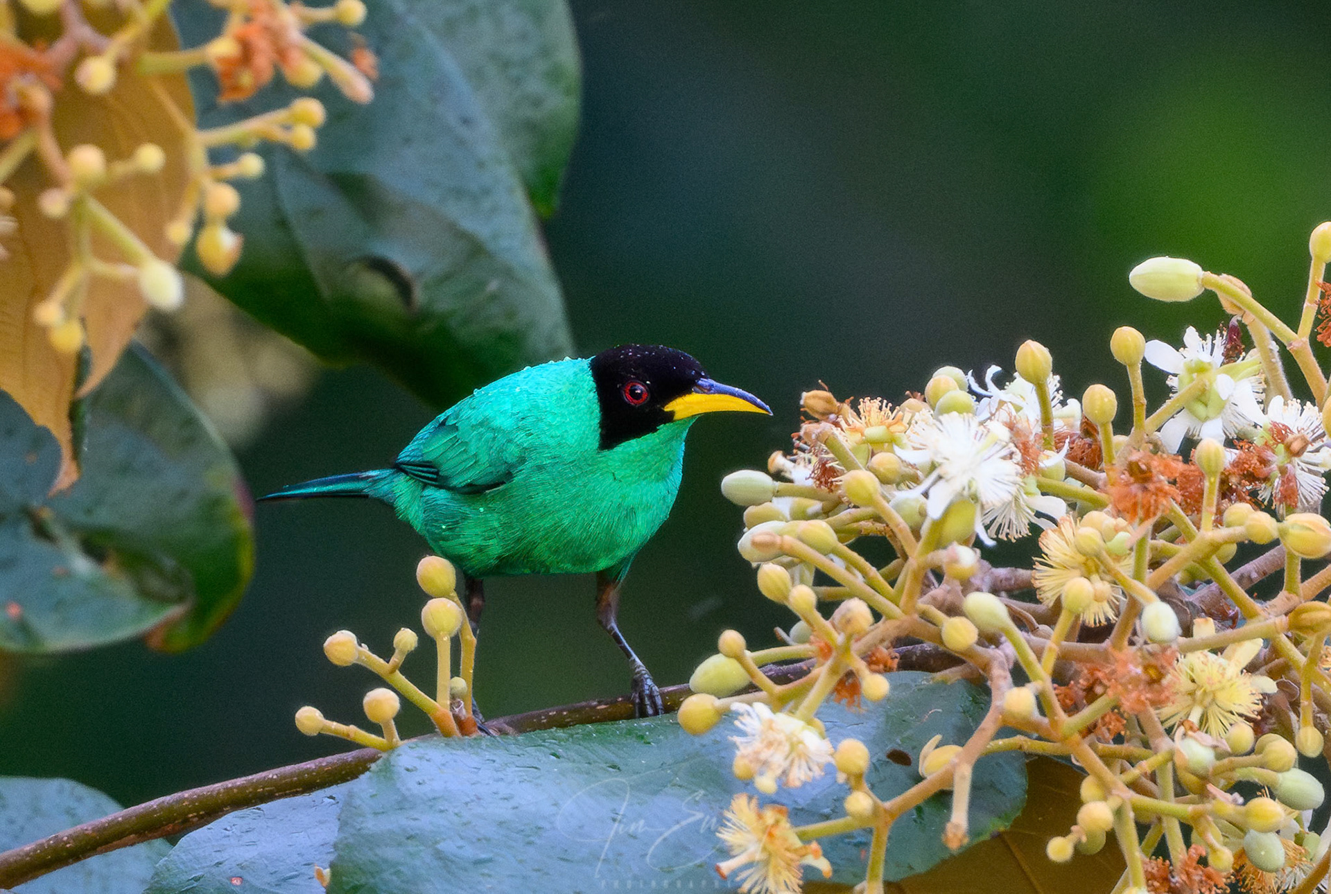 Male Green Honeycreeper
