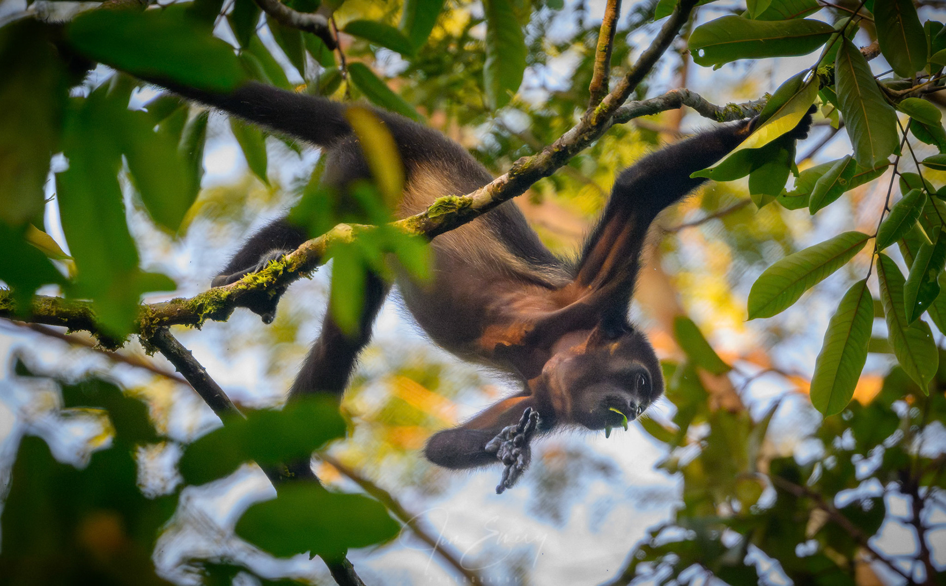 Mantled Howler Monkey