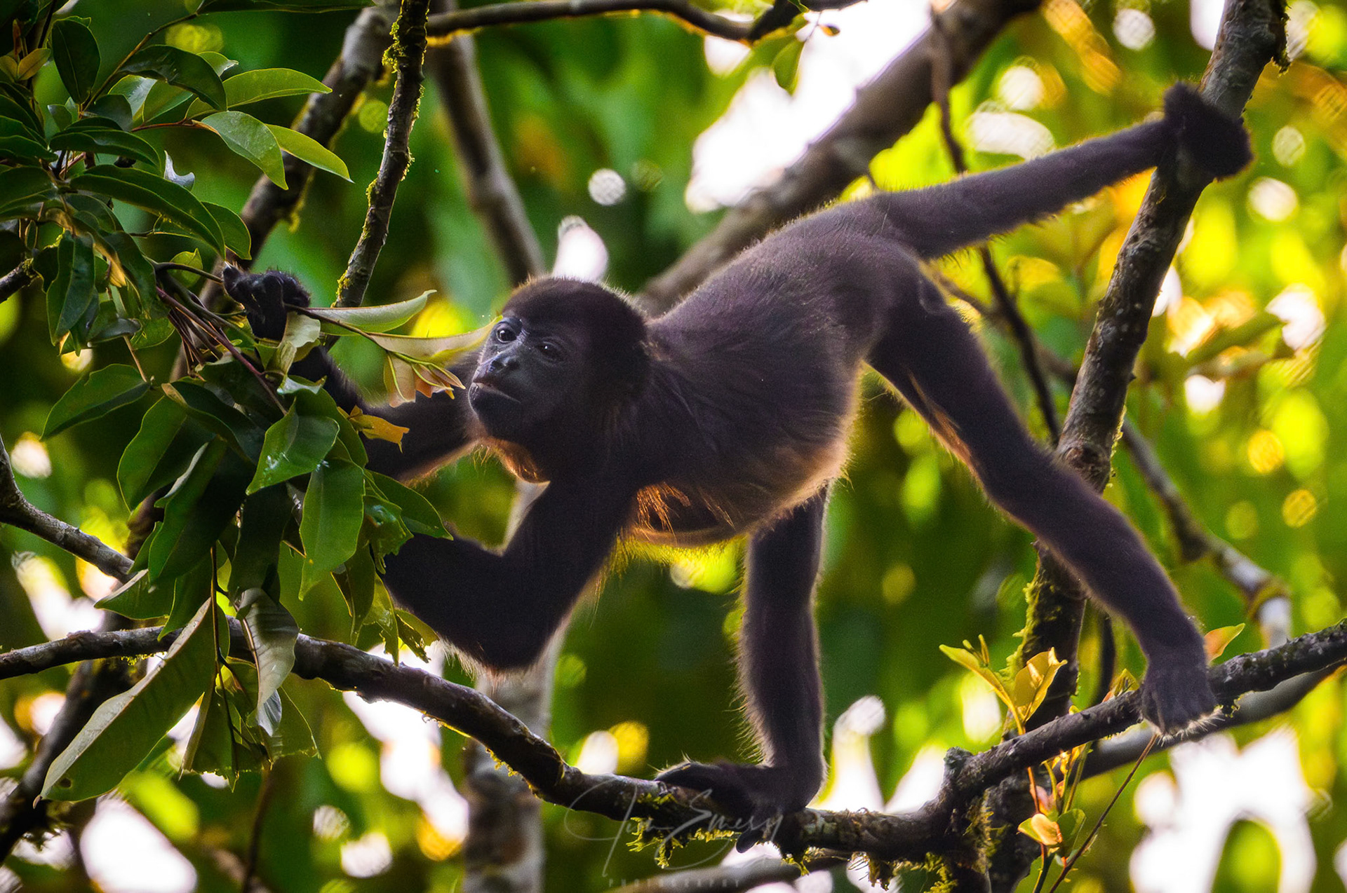 Young Mantled Howler Monkey