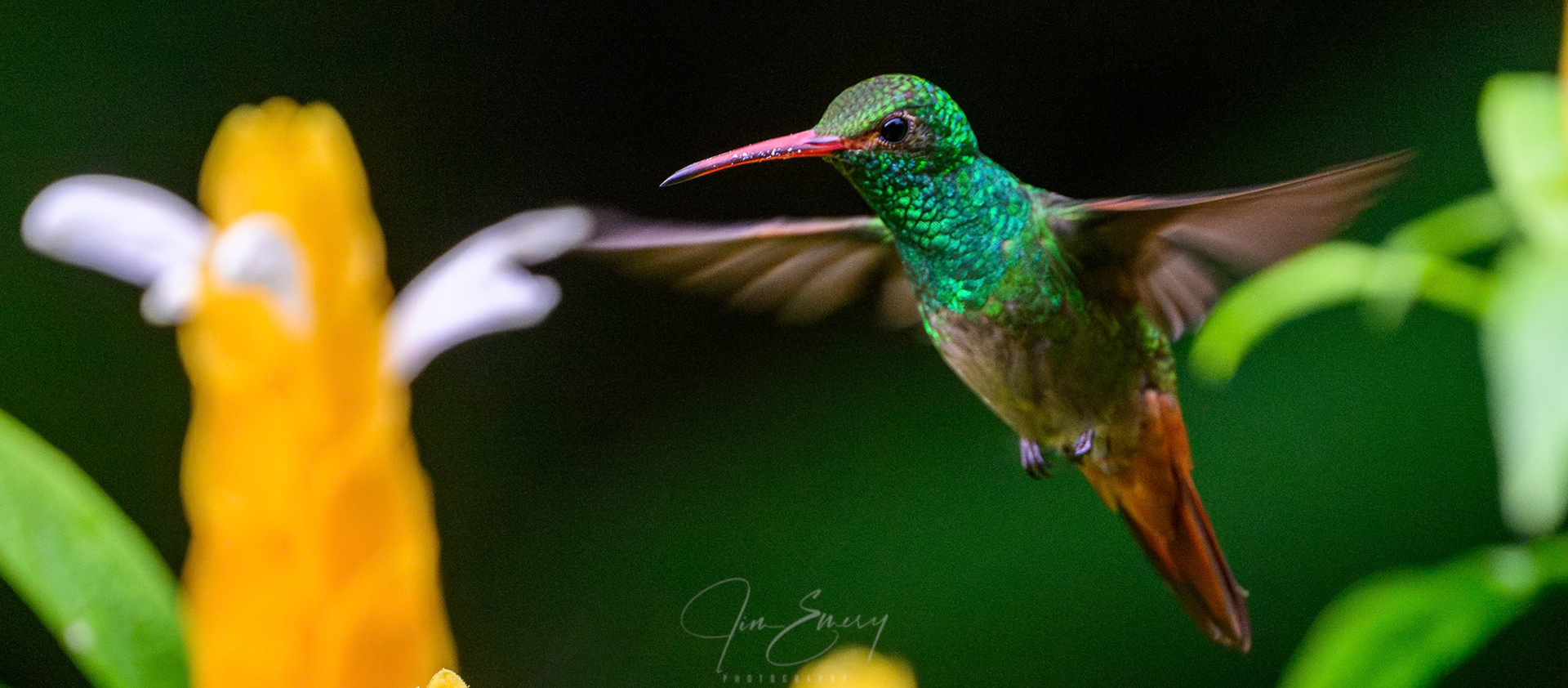 Rufous-tailed Hummingbird on Golden Shrimp