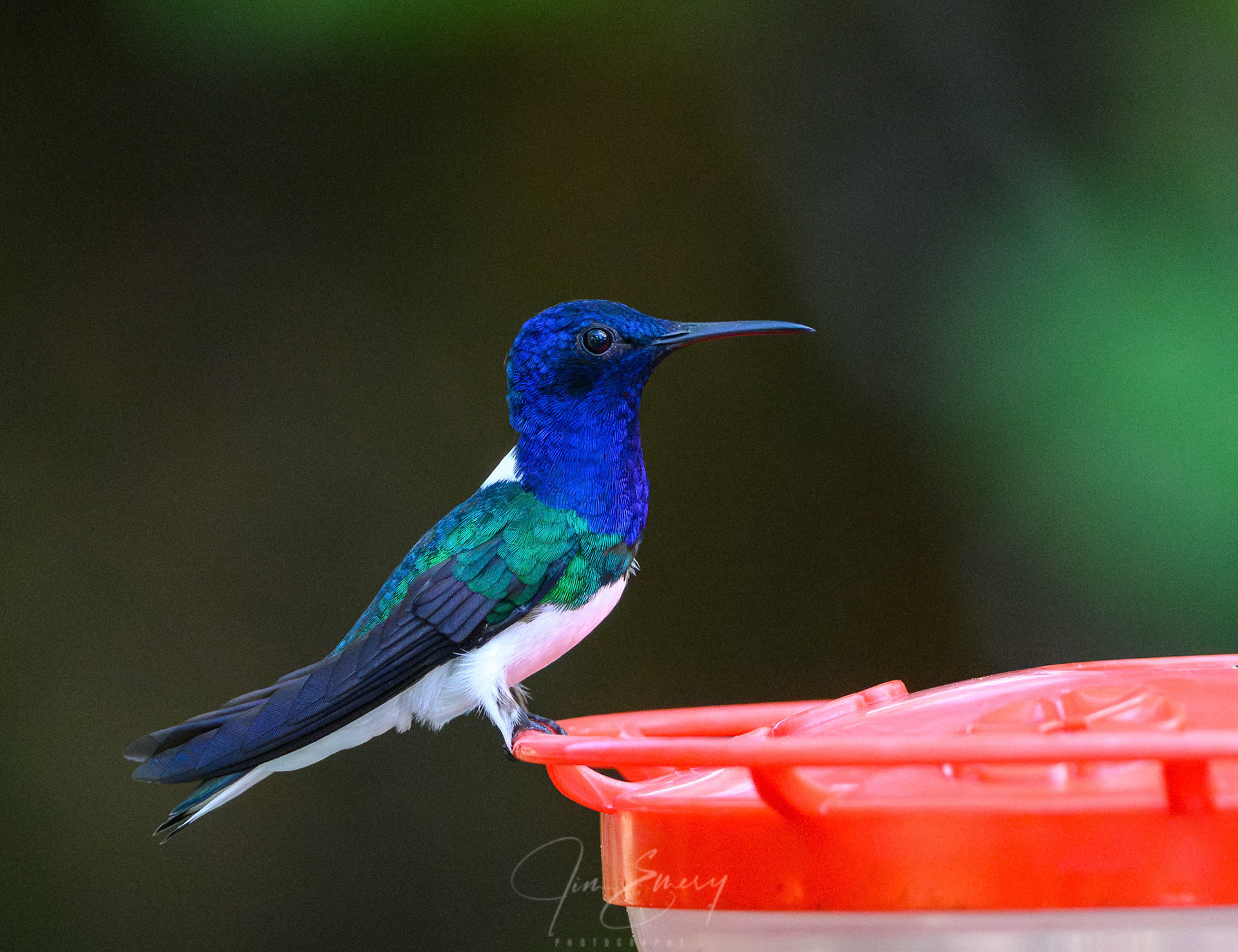 Male White-necked Jacobin