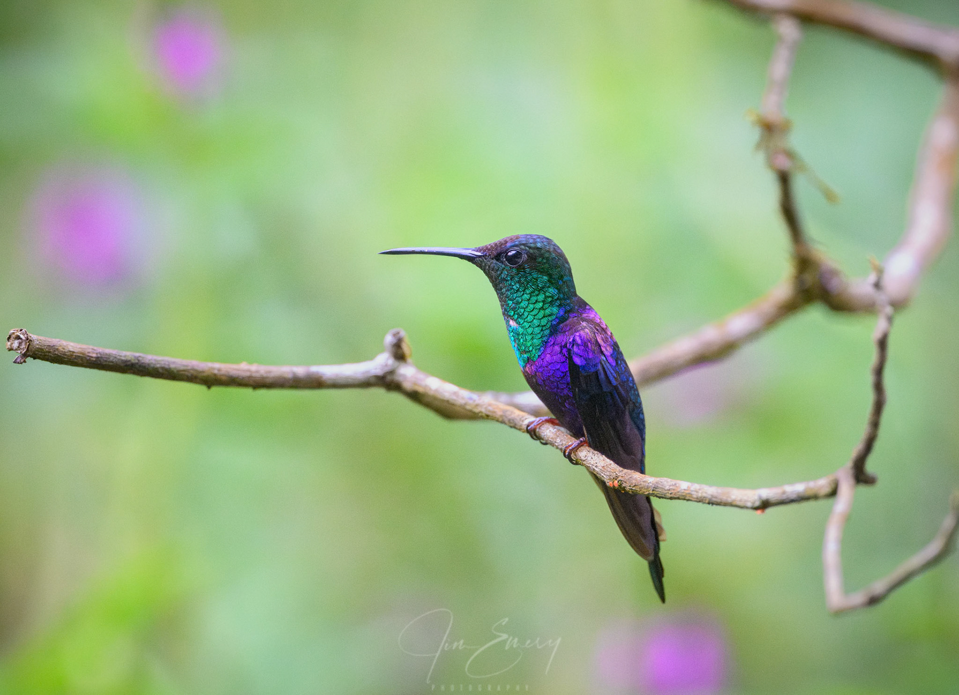 Crowned Woodnymph Lifer