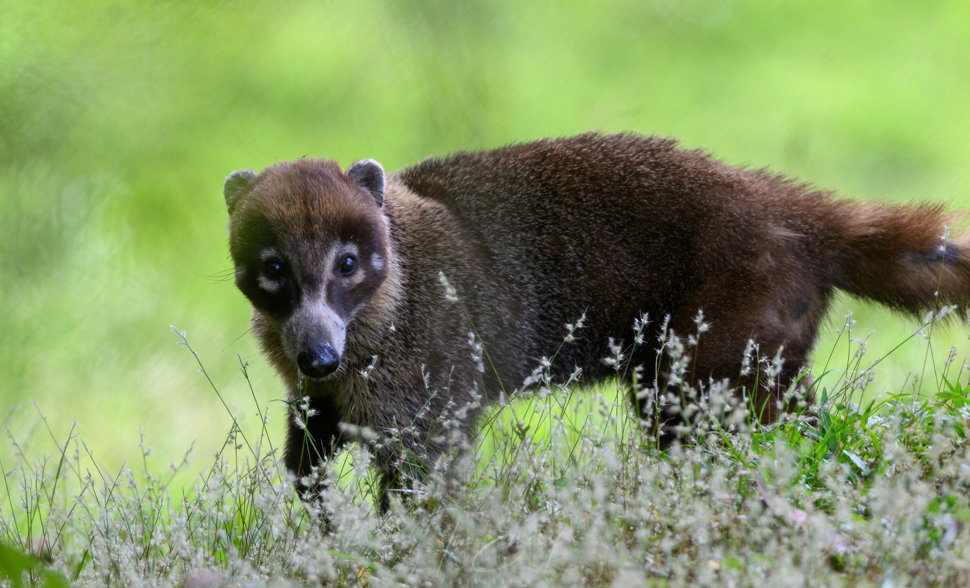 White-nosed Coati