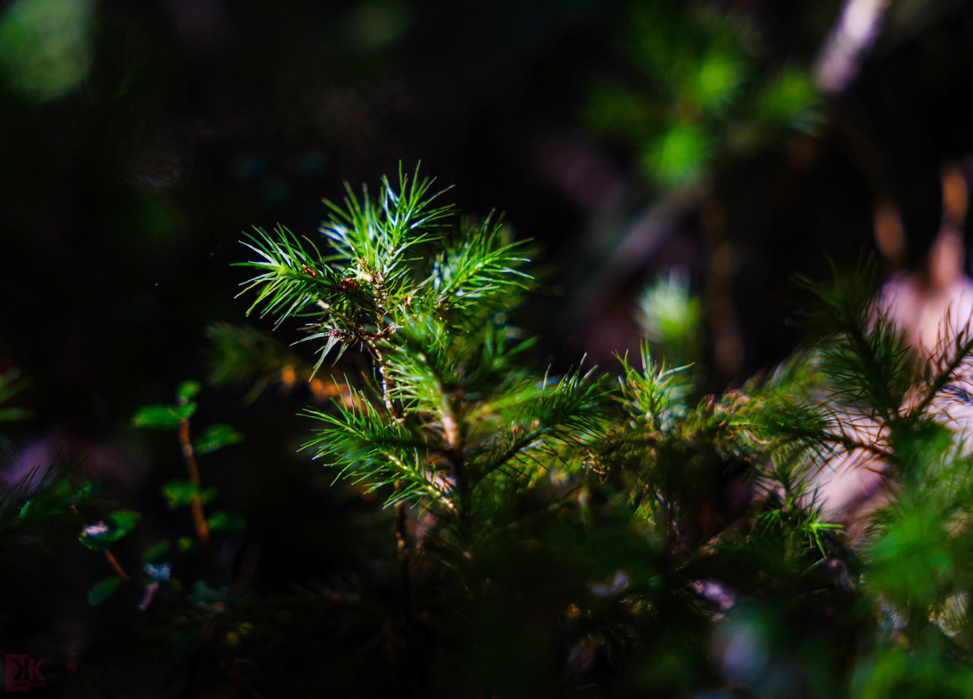 Delicate light