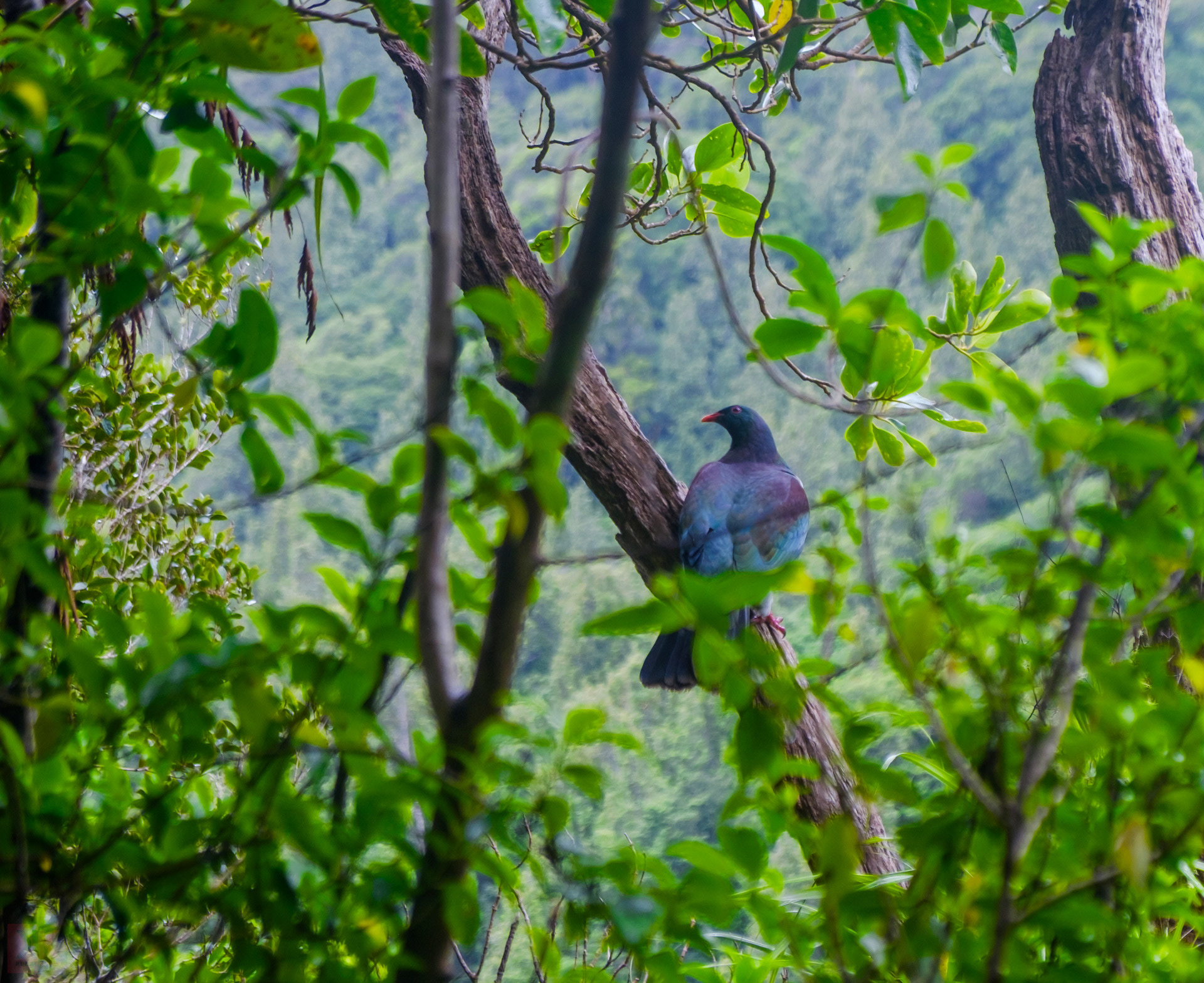 Kereru in the Tararuas