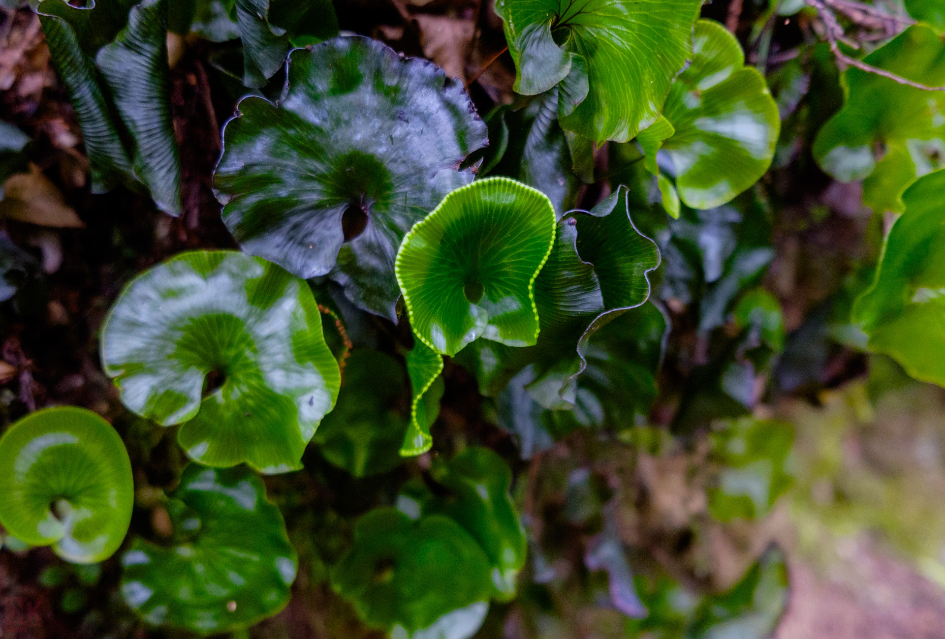 Kidney ferns - which I love
