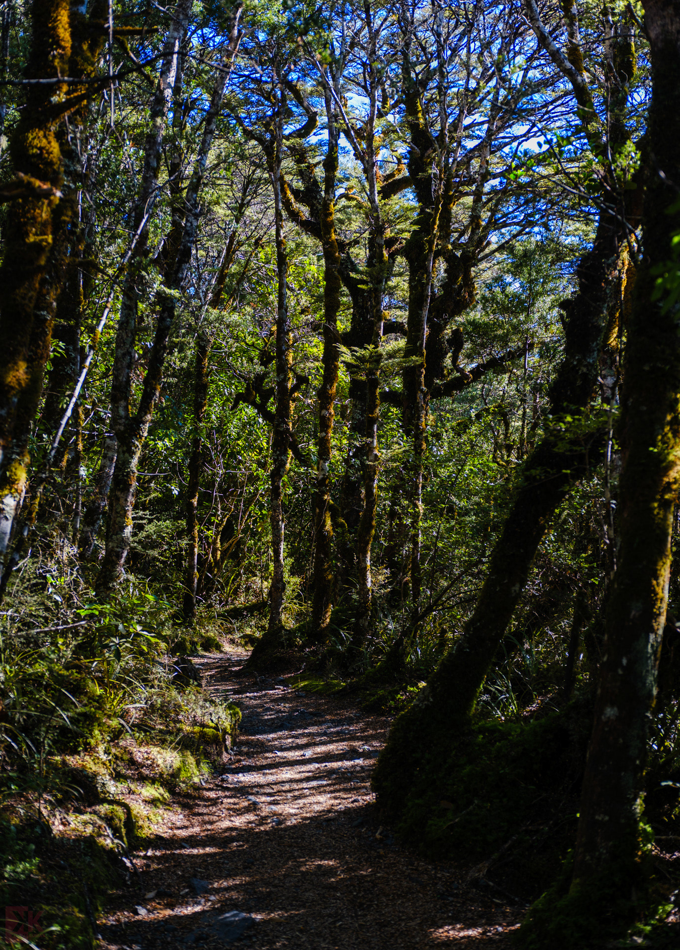 Into the bush