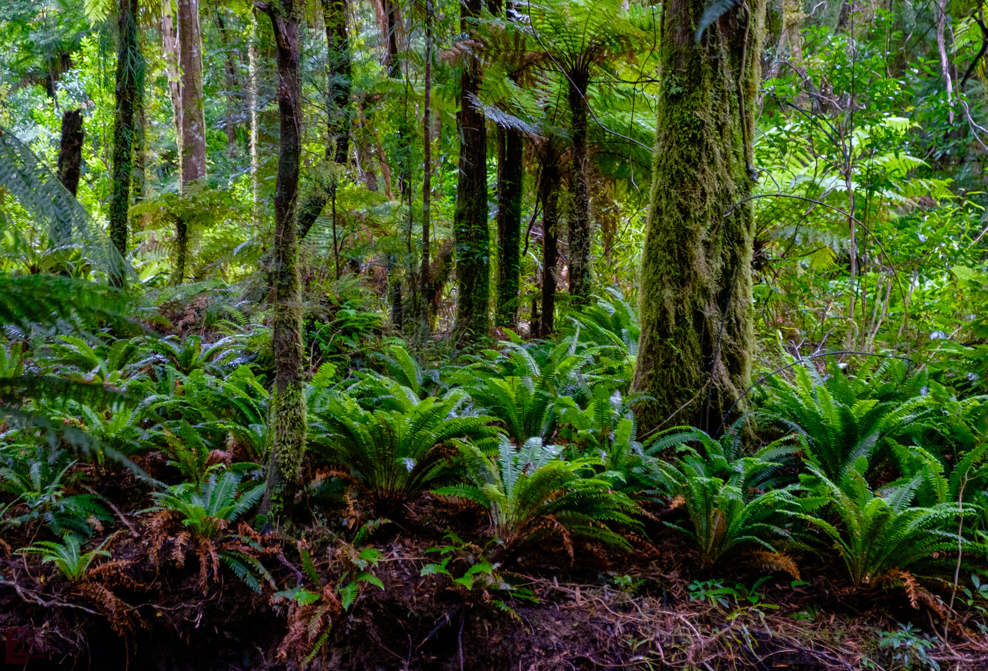 The ferns - so hard to translate onto camera