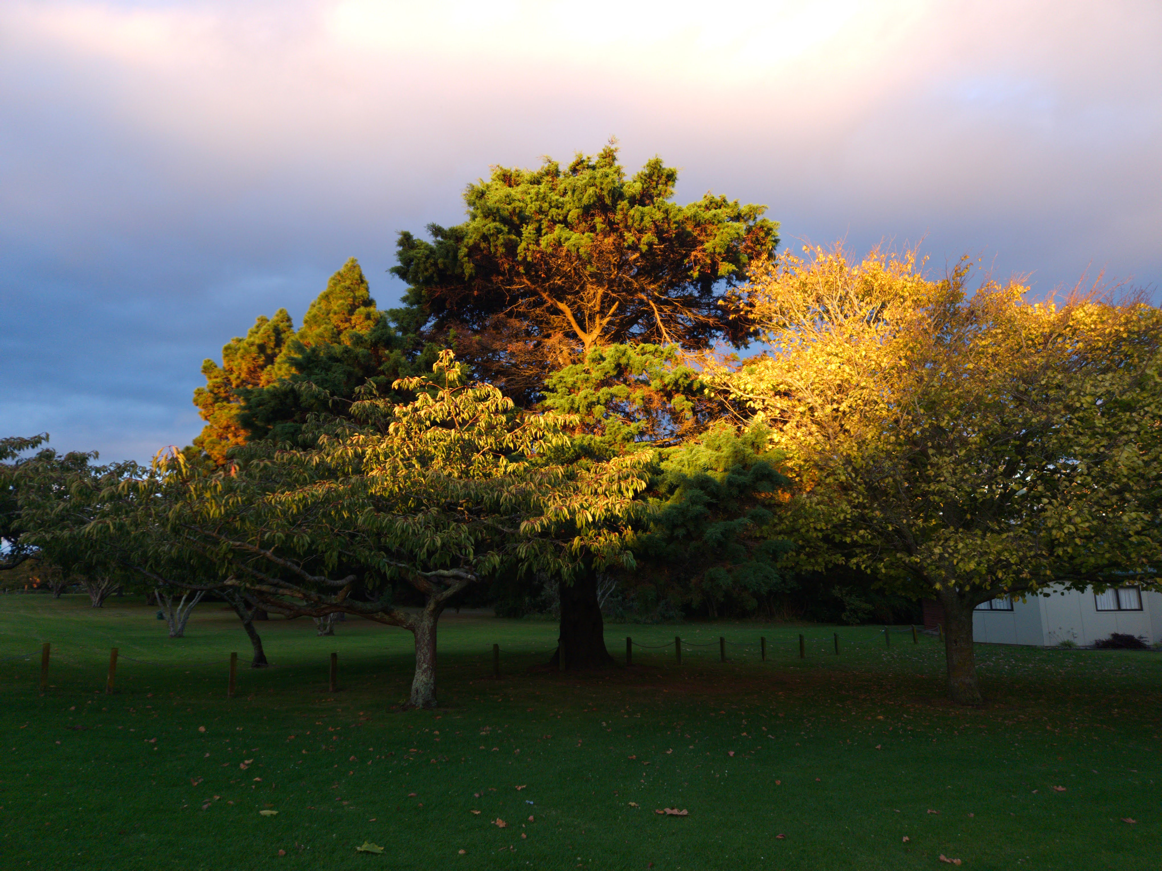 Winter light hitting the trees