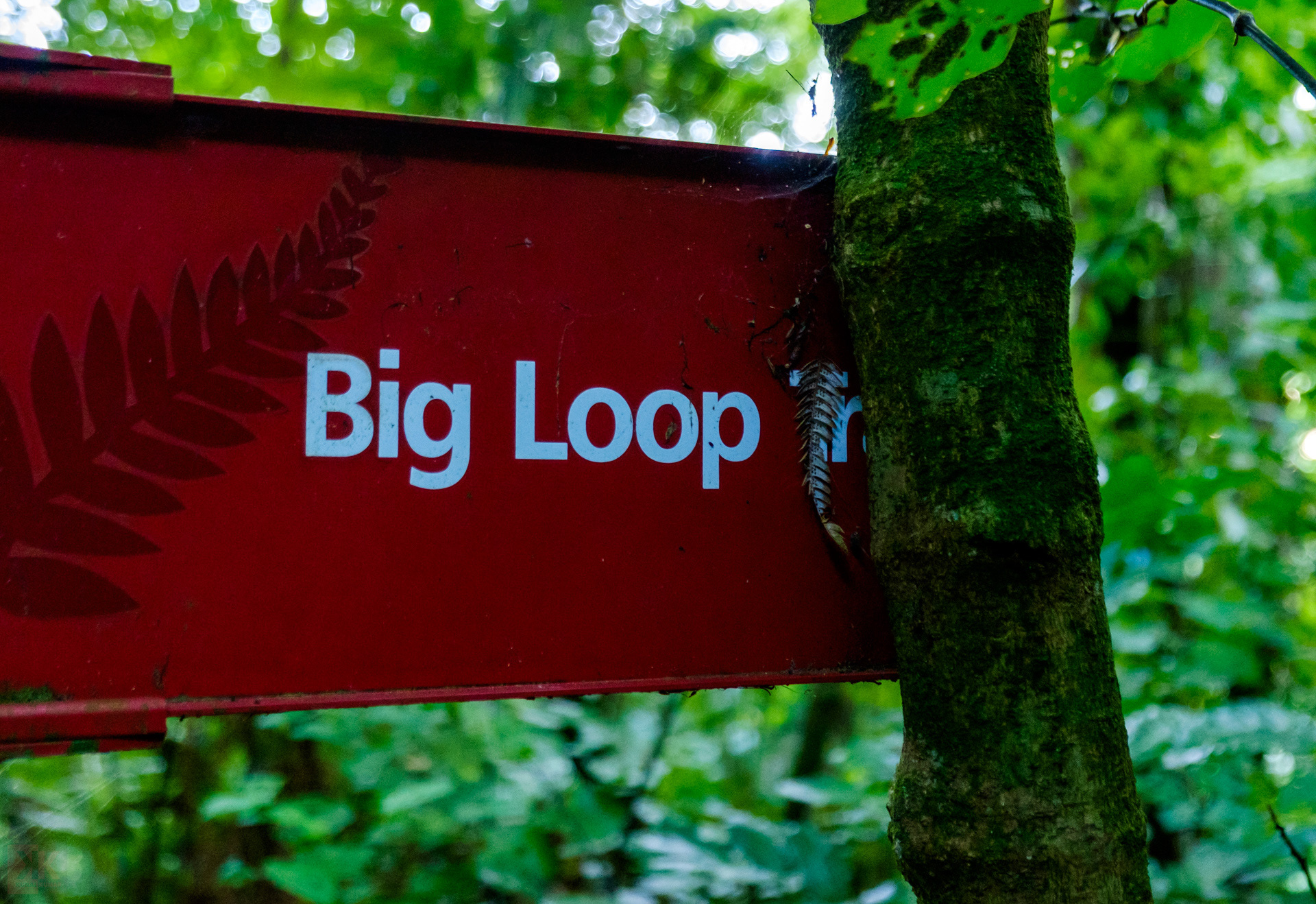 I love a big loop