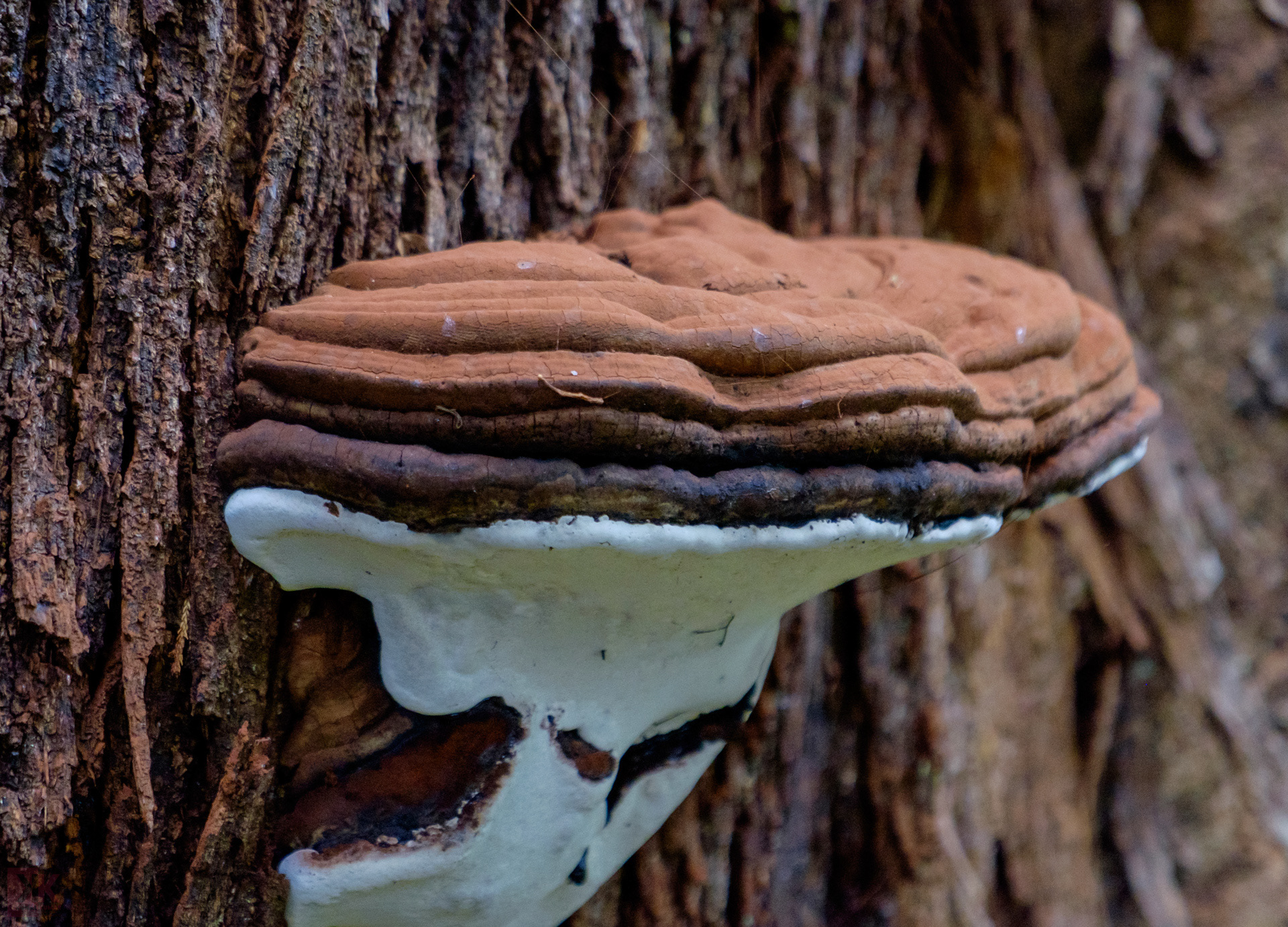 Shelf fungi