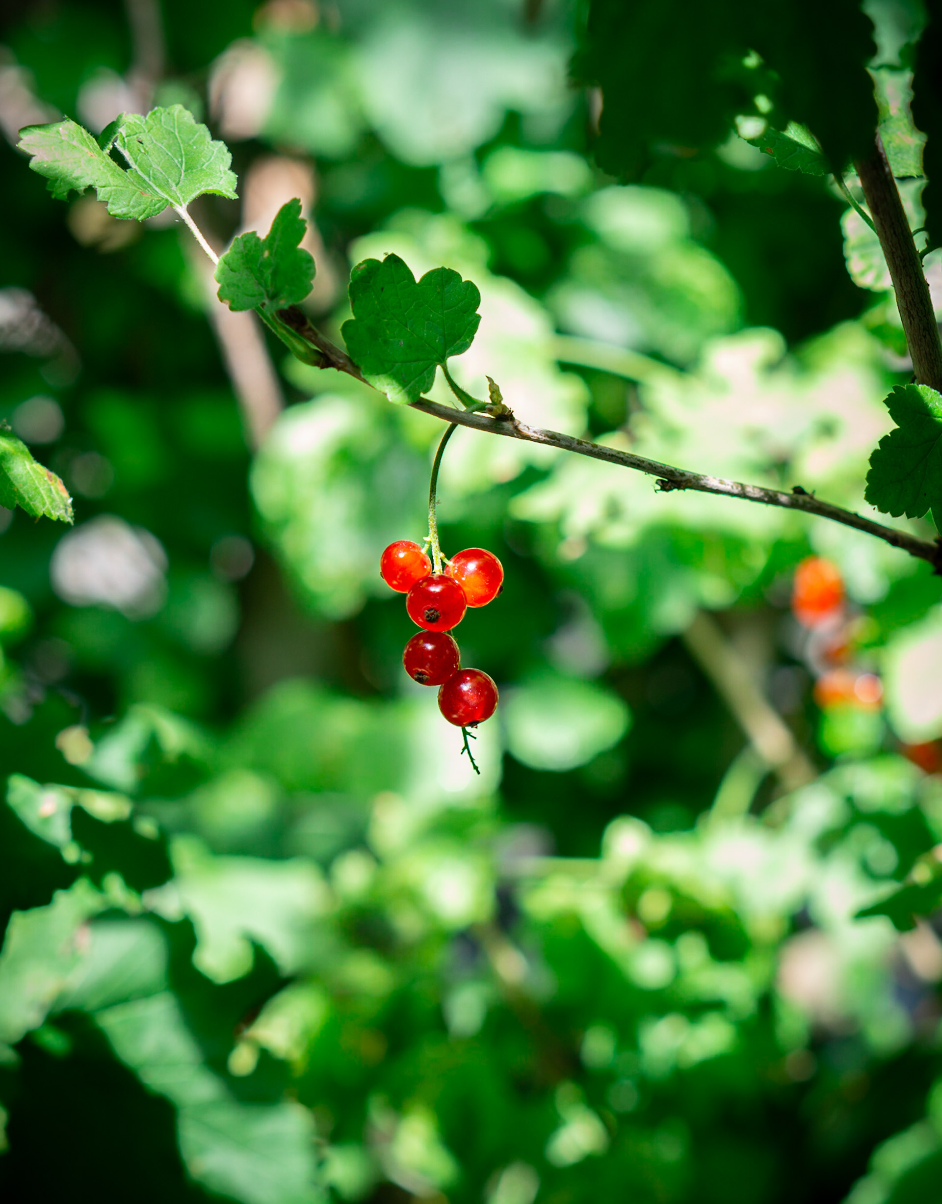 Red currants on the vine. Teuntje v.d Brekel