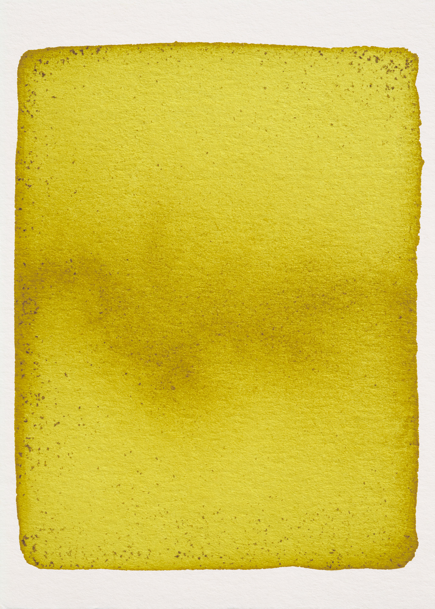 Oeillet d'Inde N°1.1