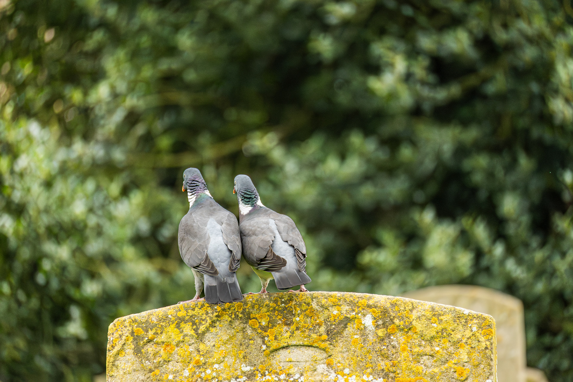 Company - Bury St Edmunds, 2026