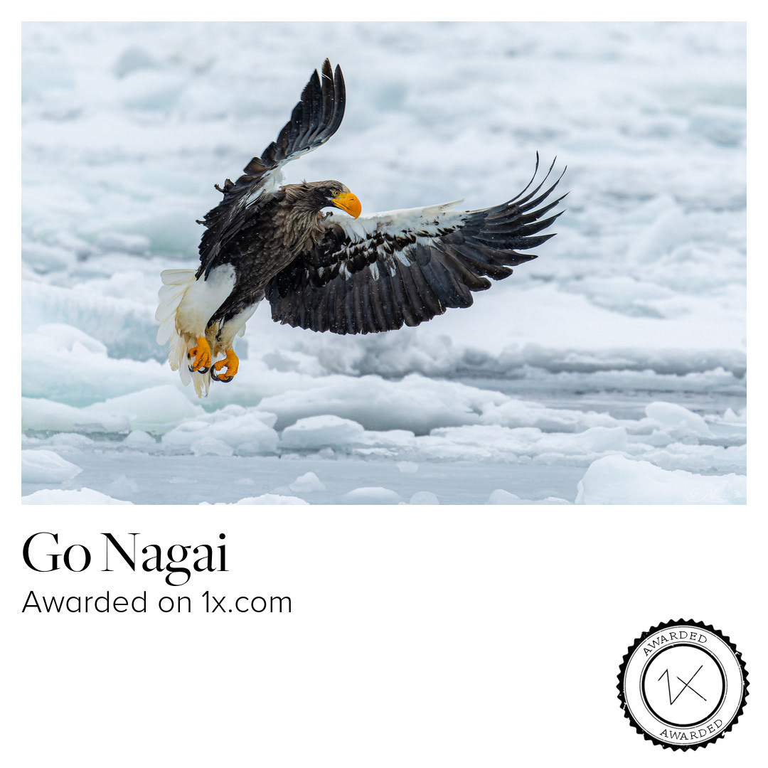 Flapping Wings of a Champion