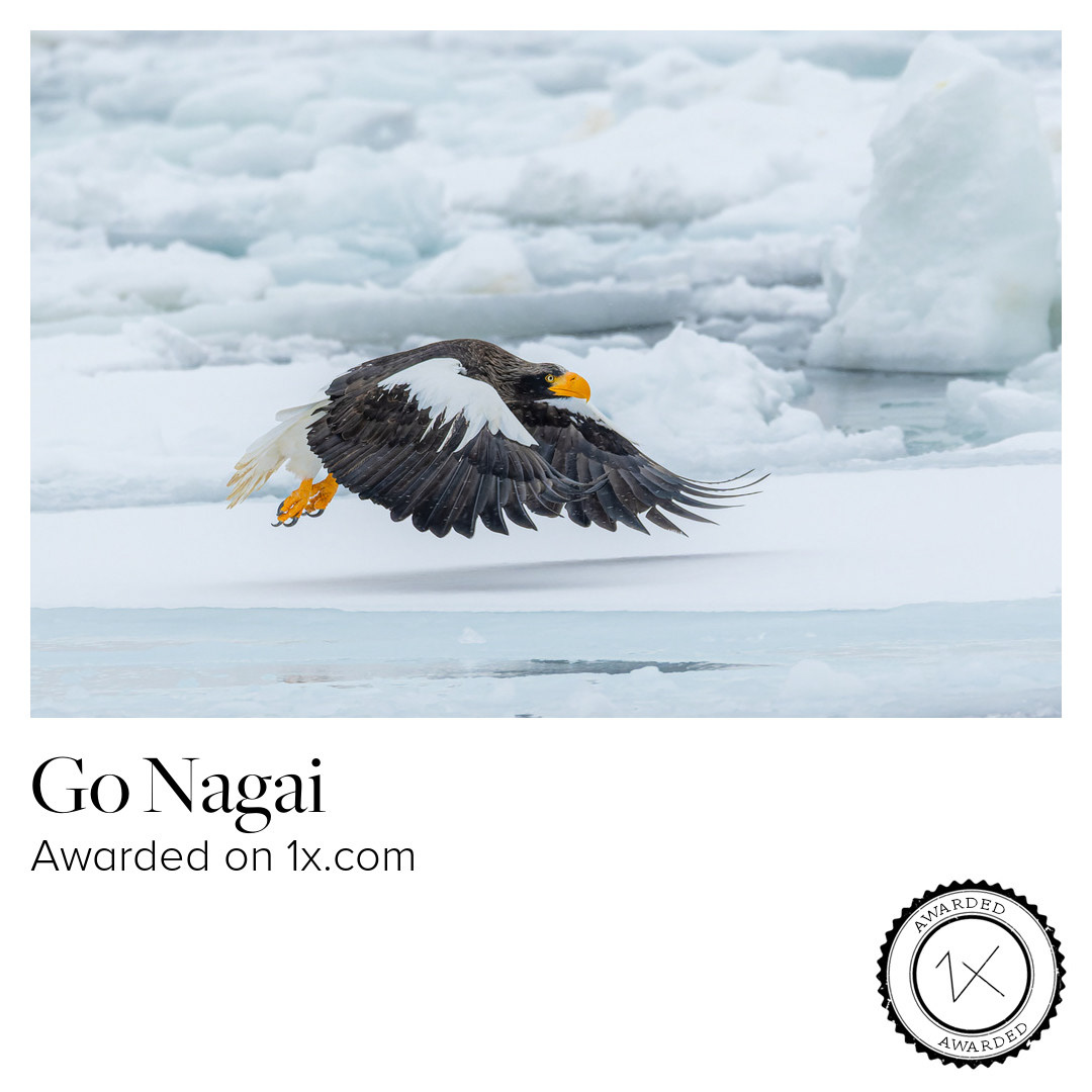 Flying low over the ice floes