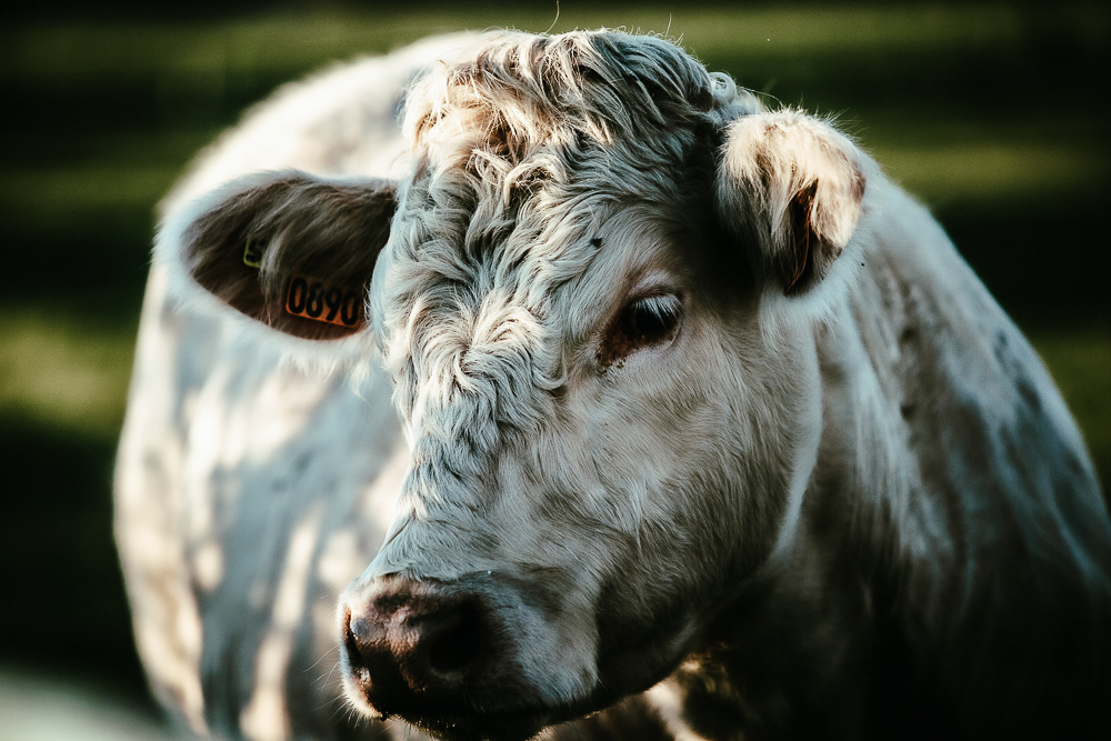 photo d'une belle Charolaise 