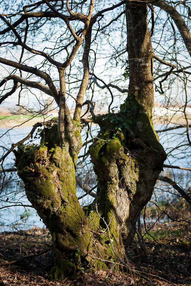 photo des arbres au bord d'un étang de la Dombes
