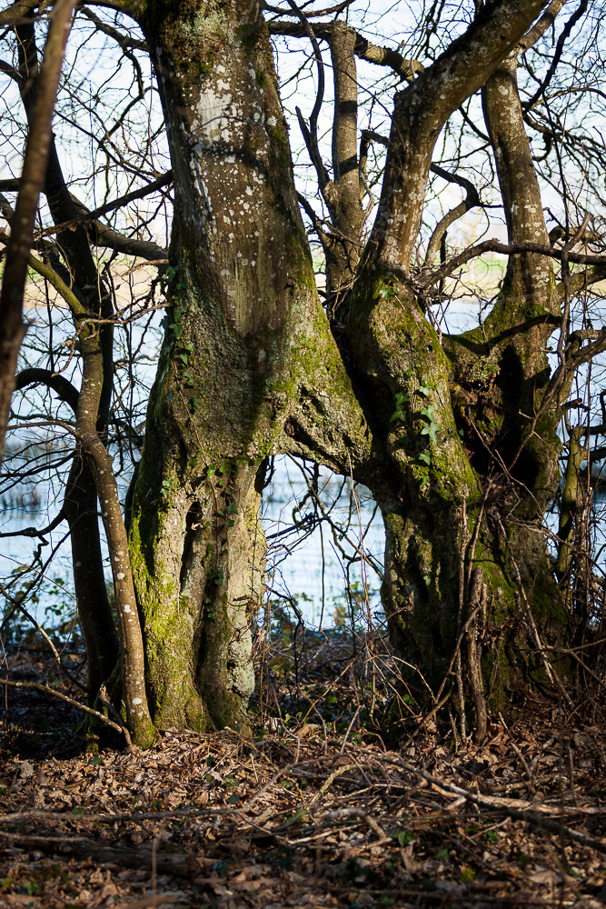 photo des arbres au bord d'un étang de la Dombes