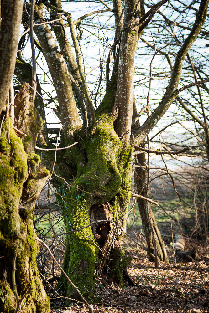 photo des arbres au bord d'un étang de la Dombes