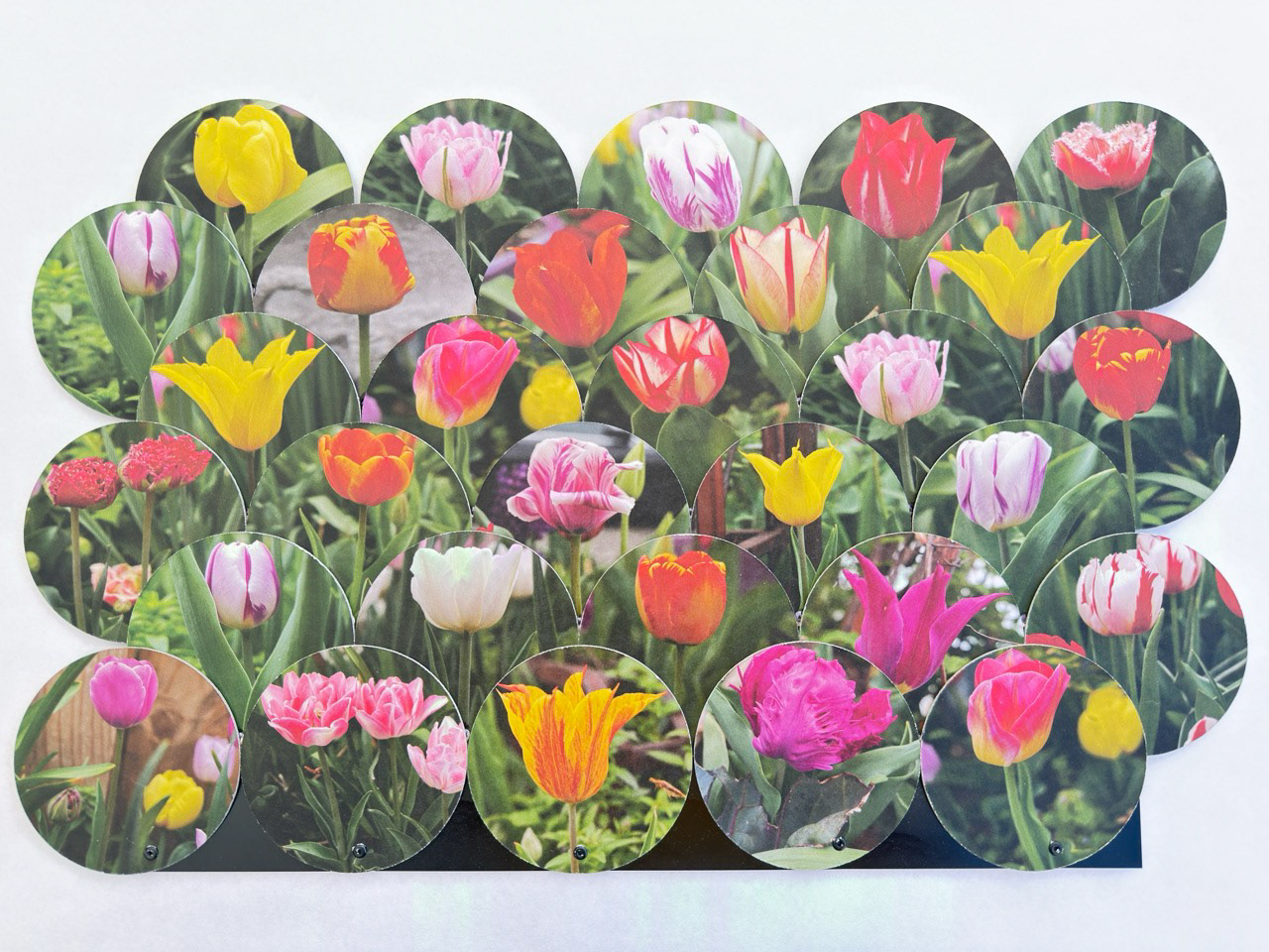 One Tulip Panel
