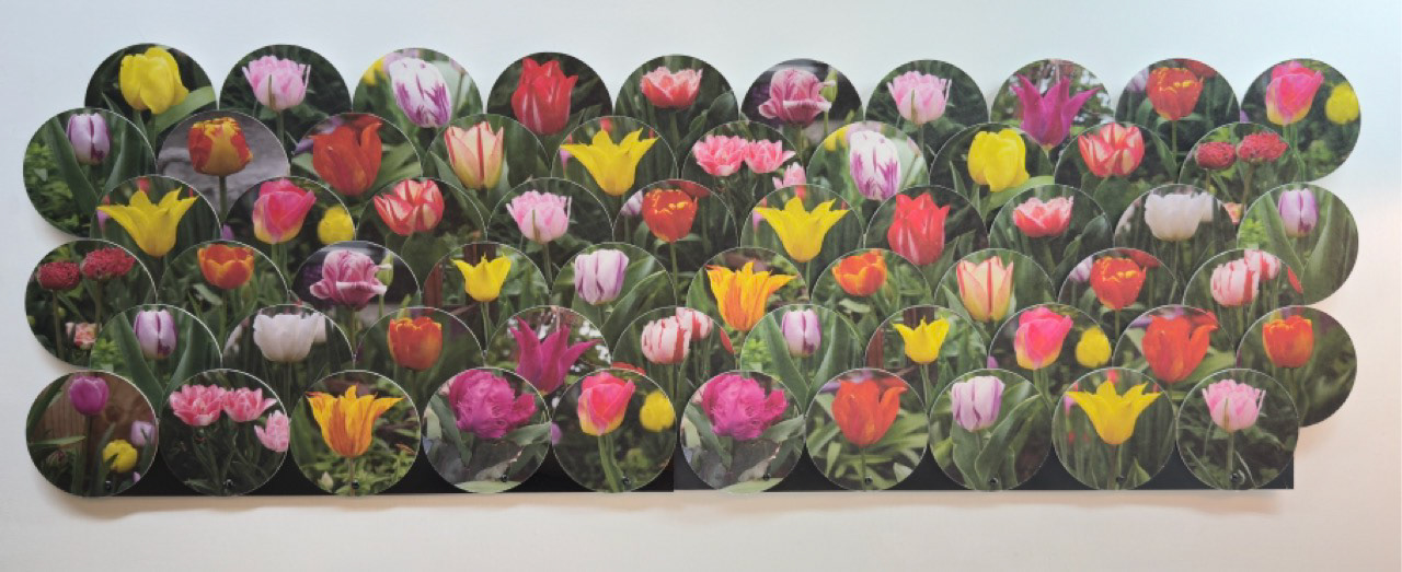 Two panels of 30 tulip photographs each.