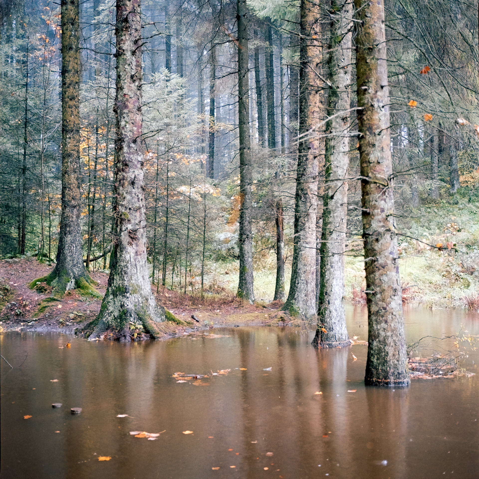 The Flooded Forest, 2024
