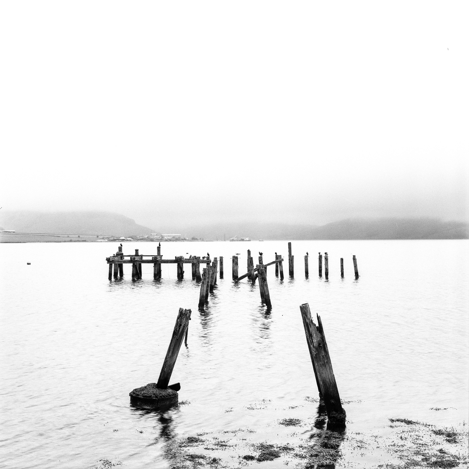 Birds on Ruined Pier, 2024