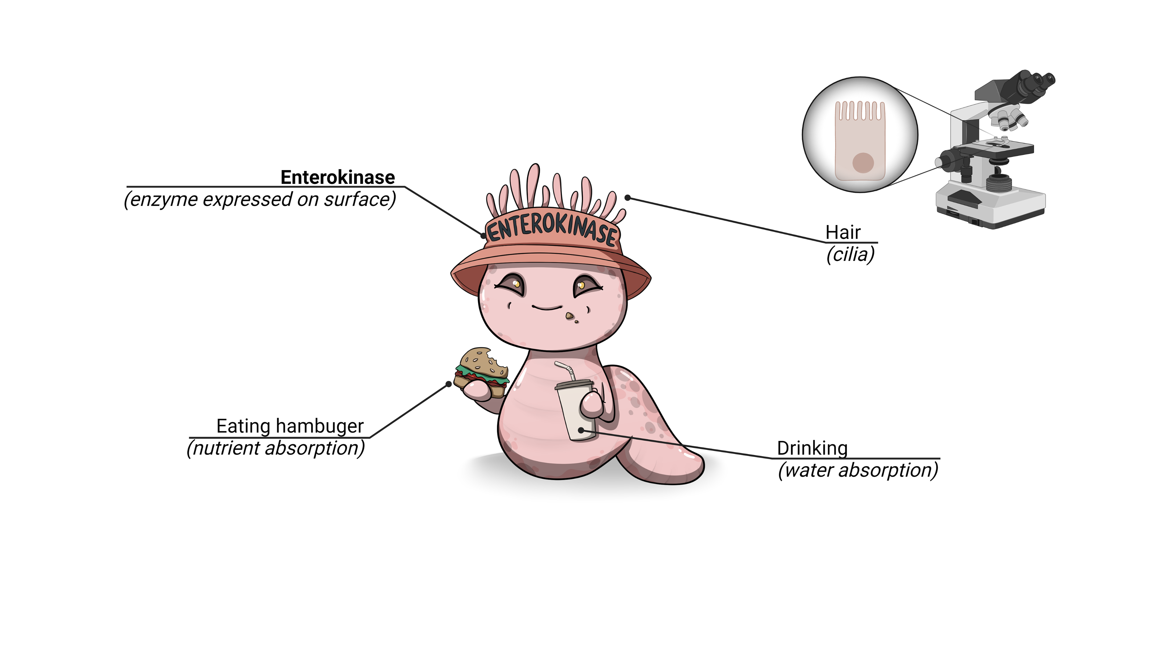 Medimon - Intestine Medifamily