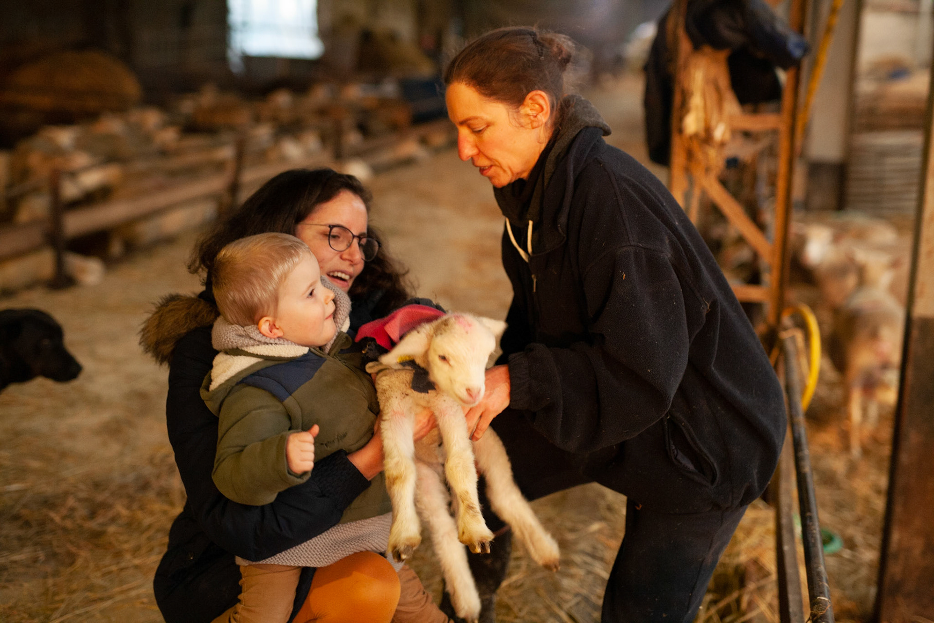 On présente un agneau à Augustin. Il a un peu peur. Il faut constamment lui tenir la main